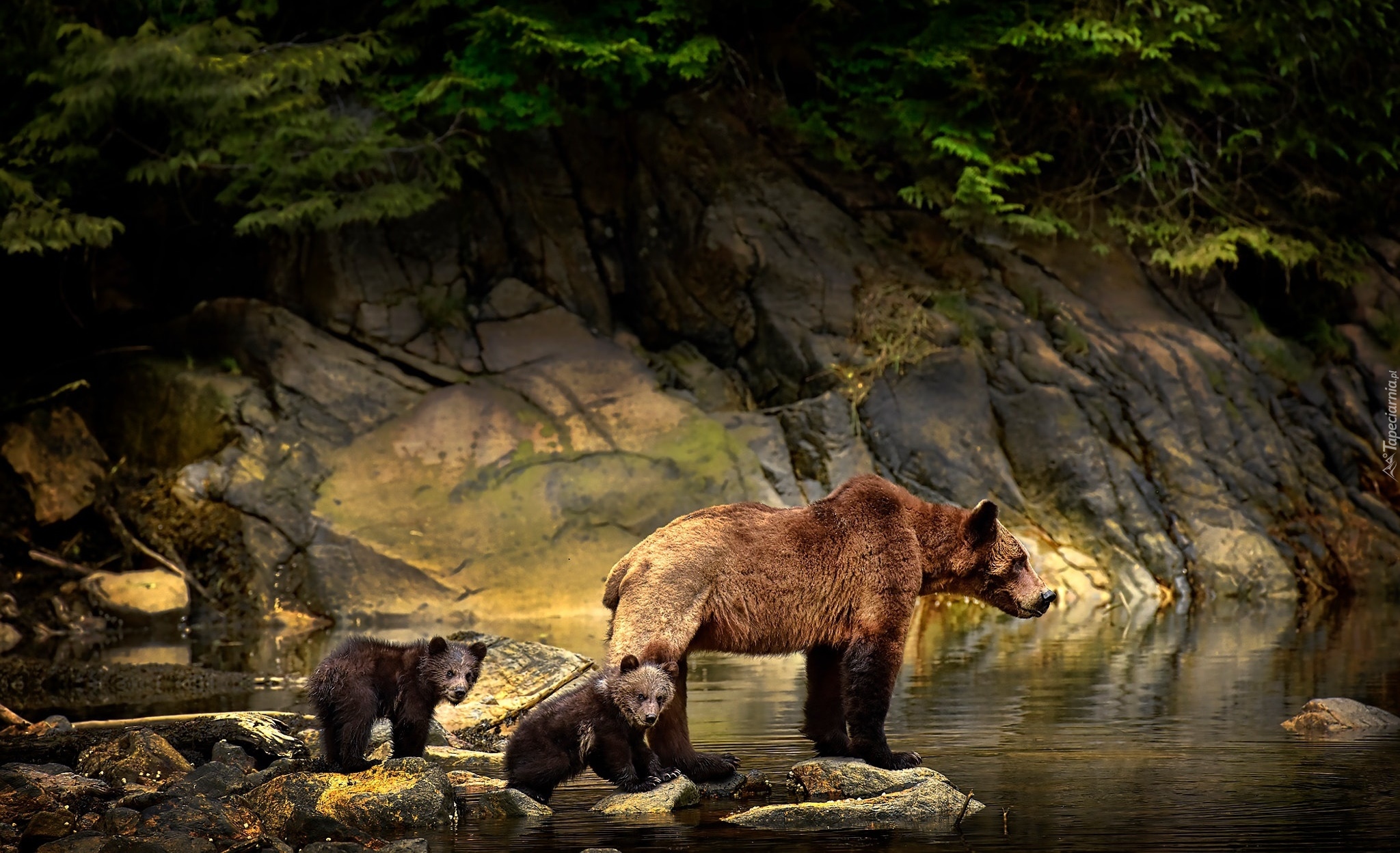 Niedźwiedź brunatny, Niedźwiedzica, Młode, Skały, Woda