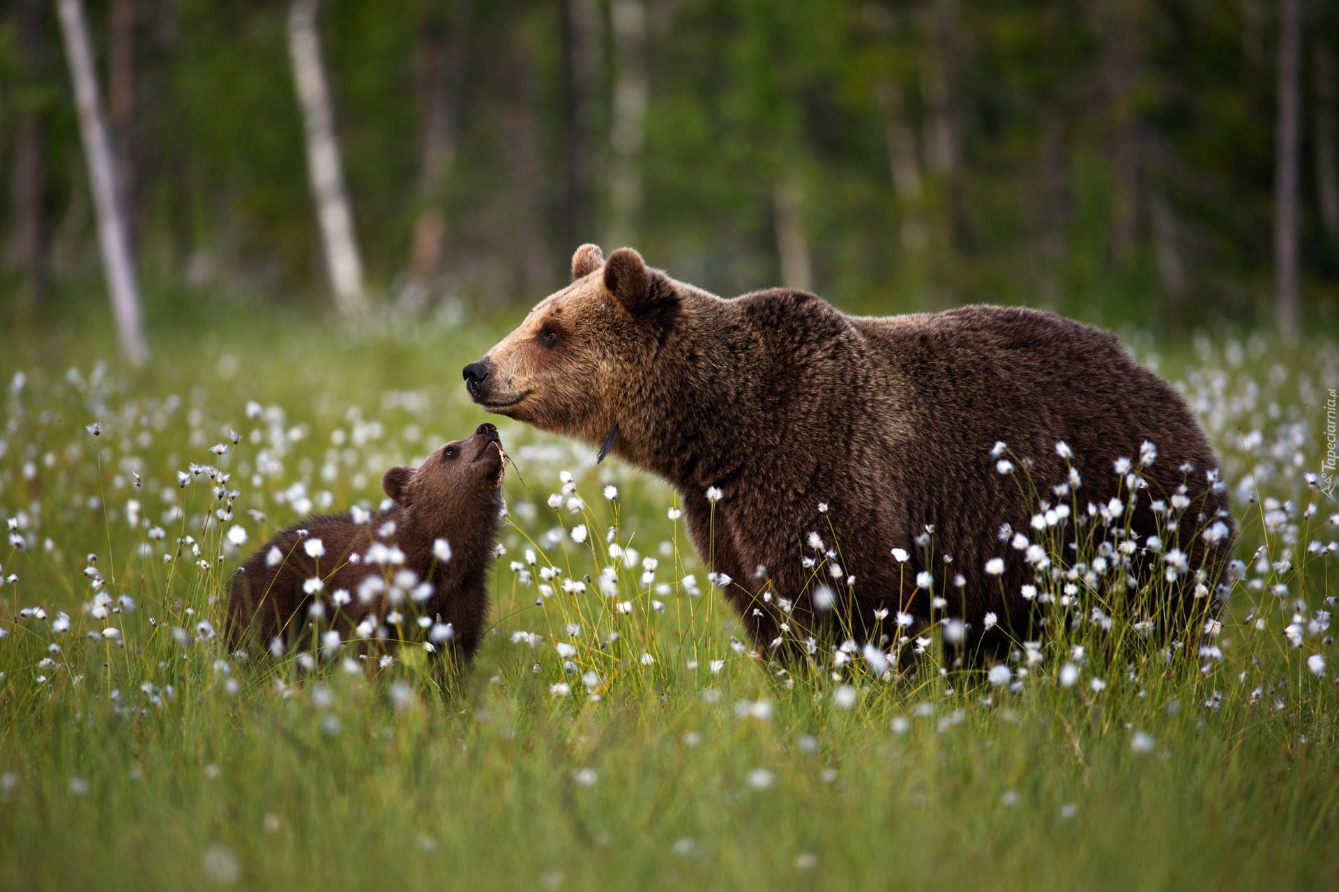 Дикие животные весной картинки. Медведица с медвежатами. Бурый медведь. Медведь в лесу. Медведь весной.