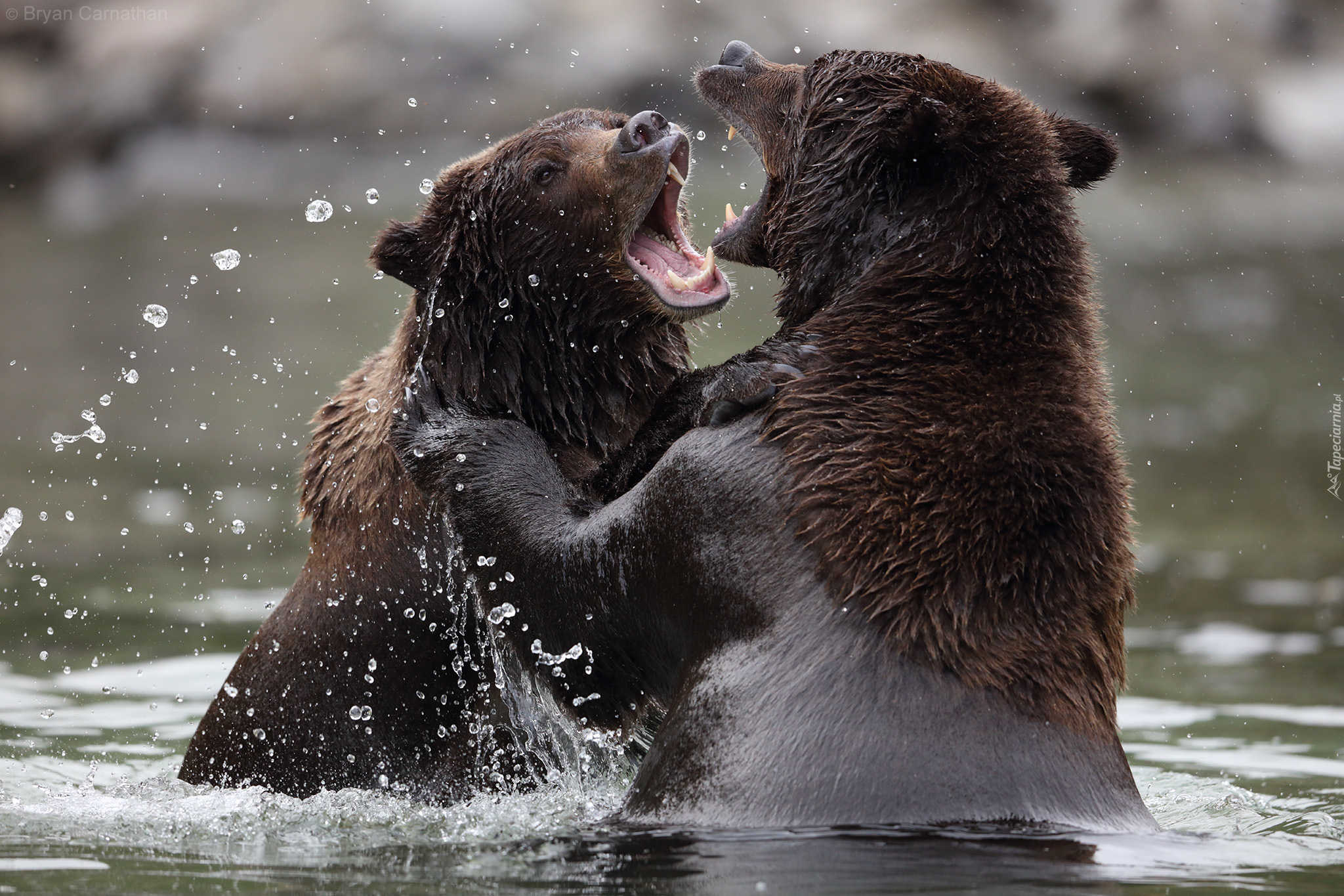 Niedźwiedzie, Rywalizacja, Woda