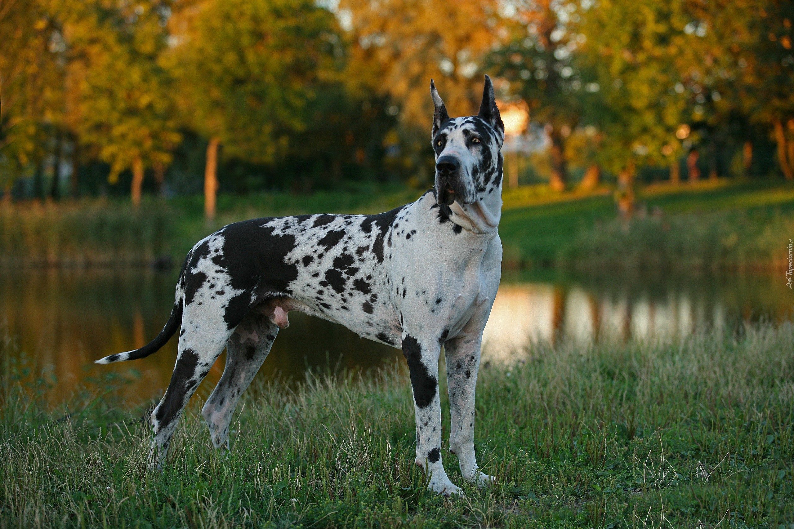 Dog Niemiecki, Arlekin, Park, Staw