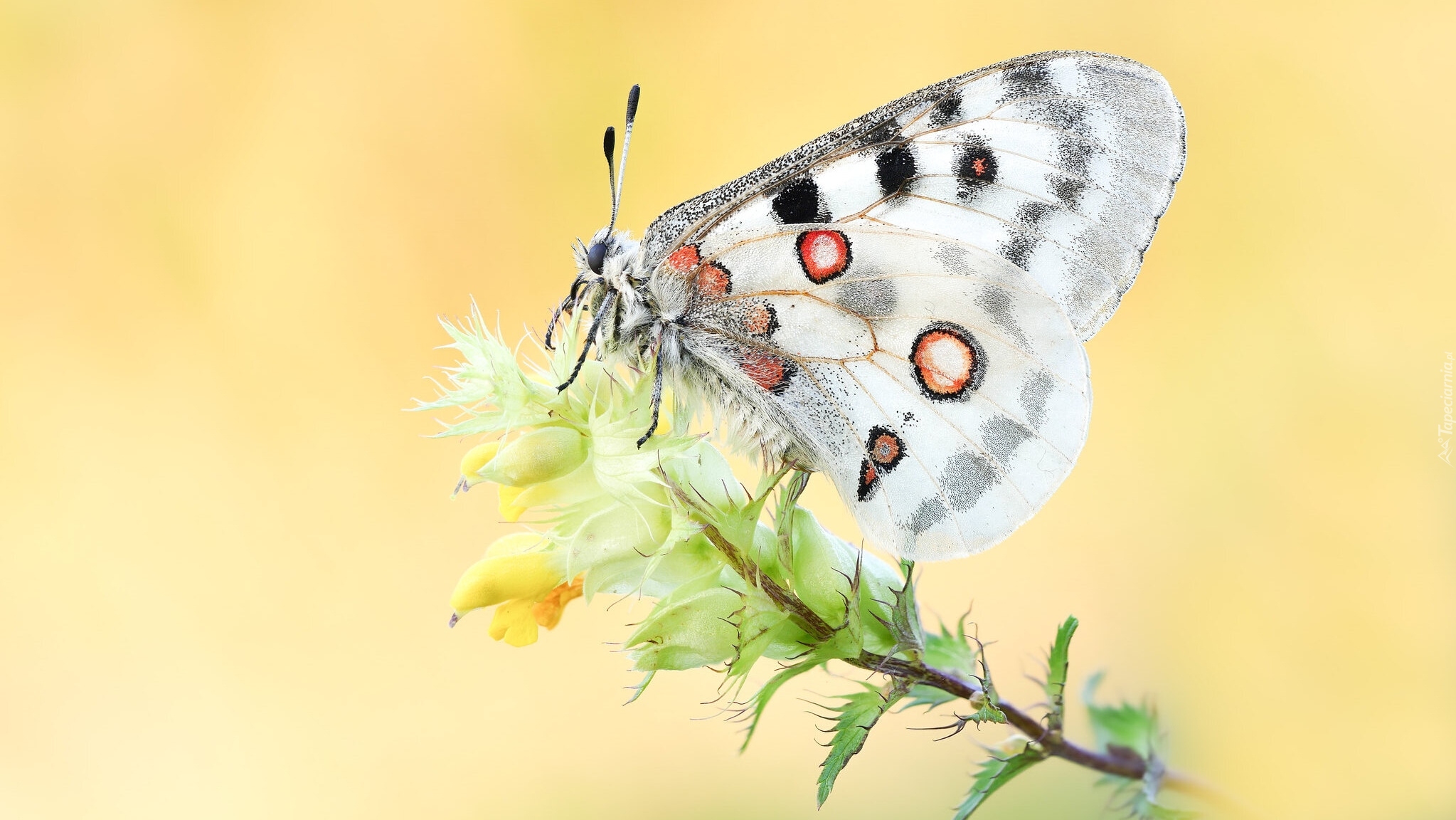 Motyl, Niepylak apollo, Roślina