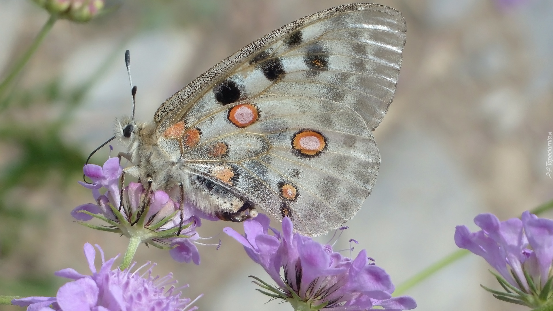 Motyl, Niepylak apollo, Kwiaty