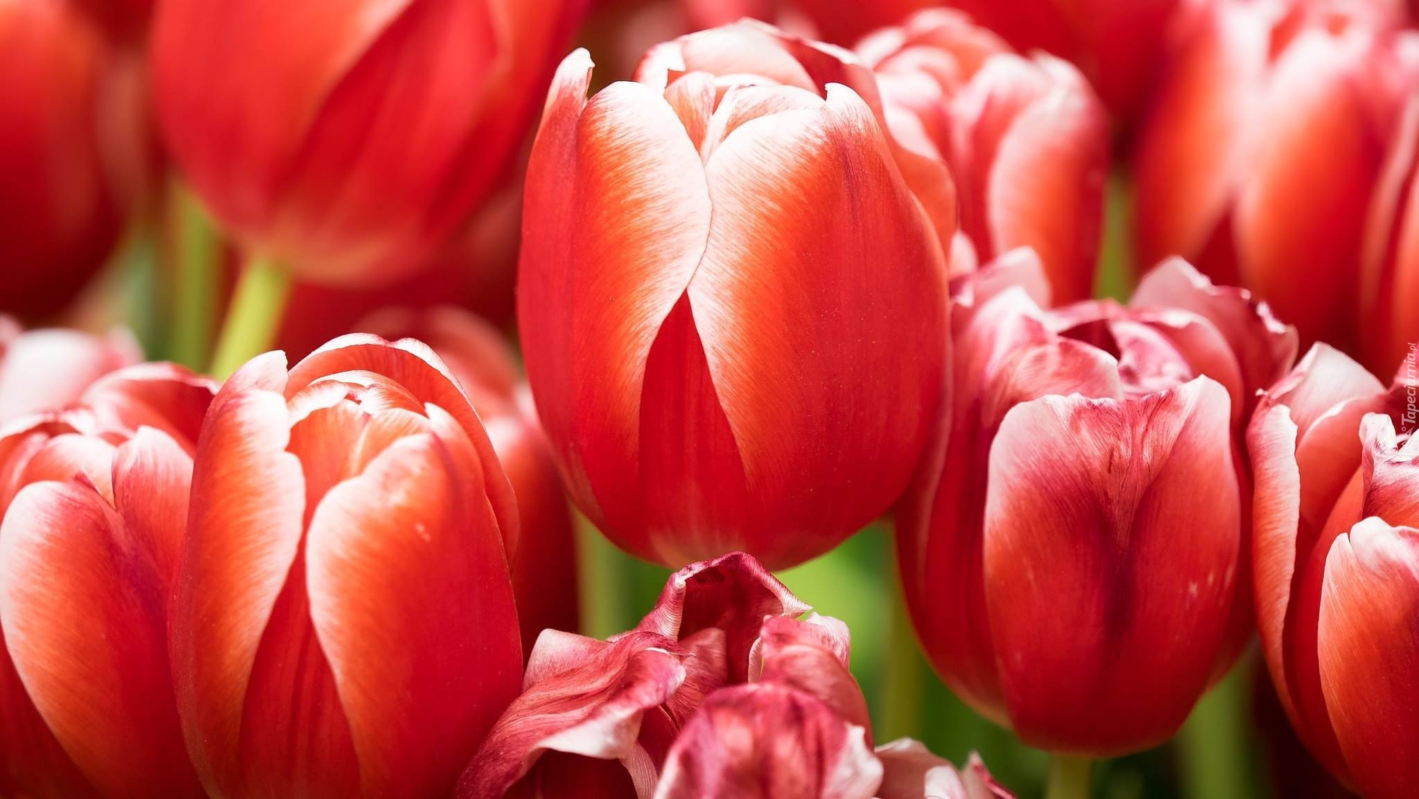 Czerwone, Tulipany, Zbliżenie