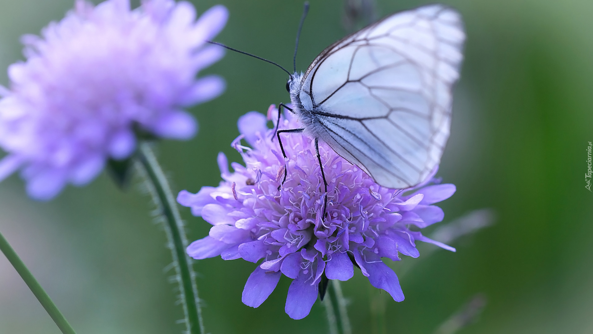 Kwiaty, Motyl, Niestrzęp głogowiec