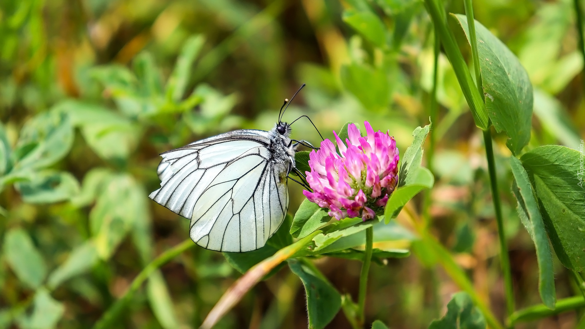 Motyl, Niestrzęp głogowiec, Kwiaty, Koniczyna, Liście