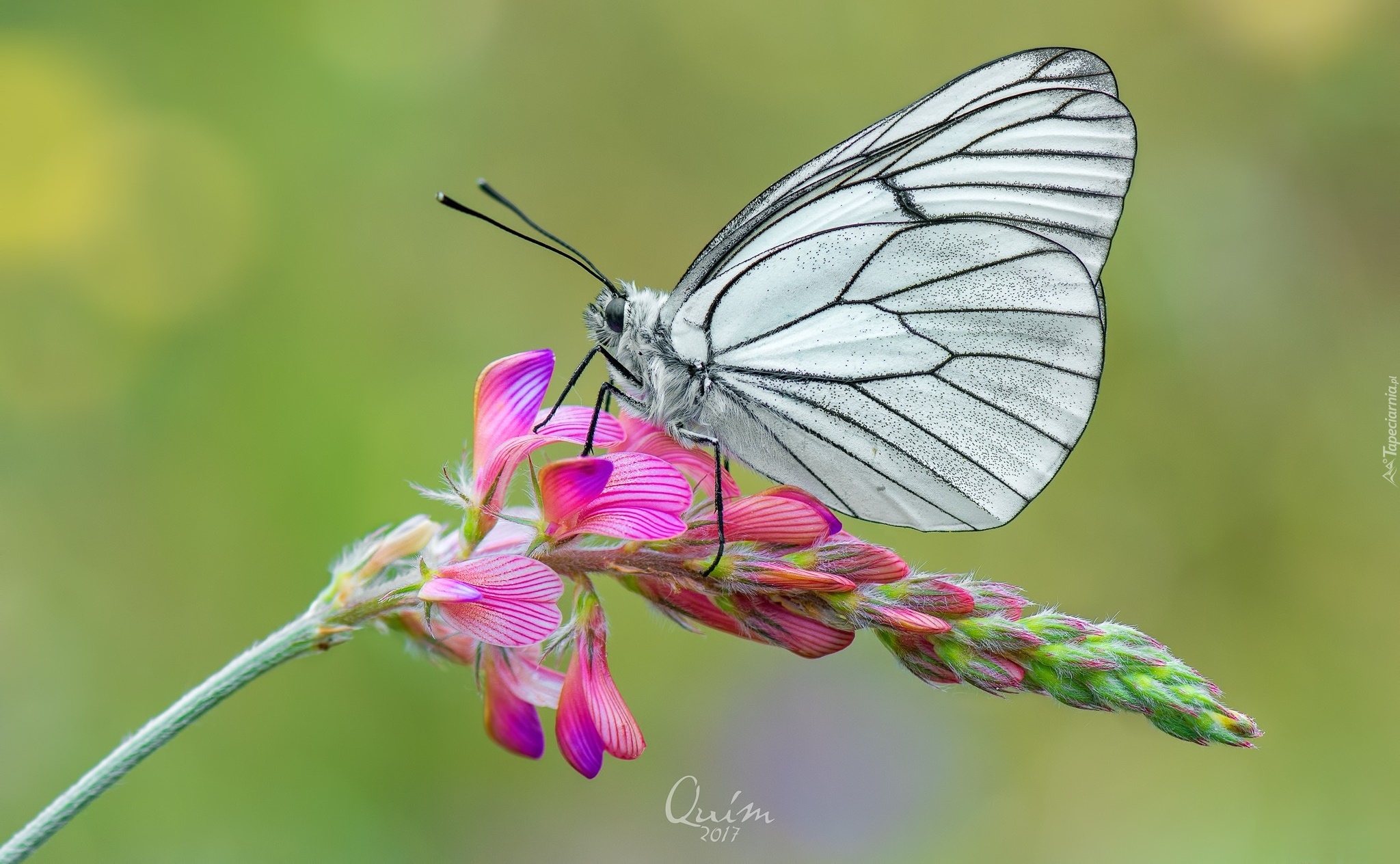 Motyl, Niestrzęp głogowiec, Kwiat