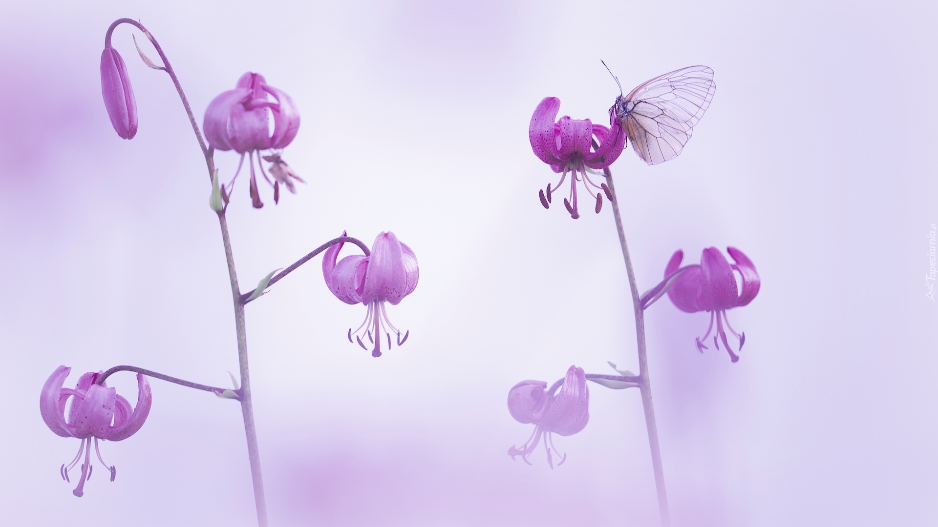 Motyl, Niestrzęp głogowiec, Kwiaty, Lilie, Rozmyte tło