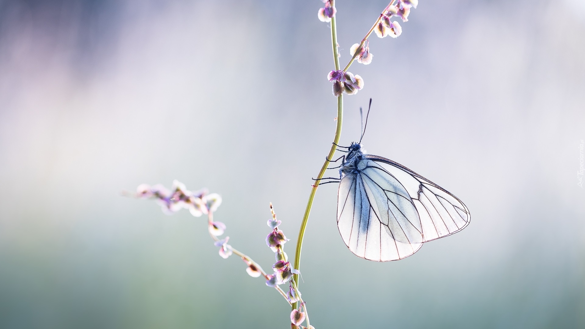 Motyl, Niestrzęp głogowiec, Rozmycie