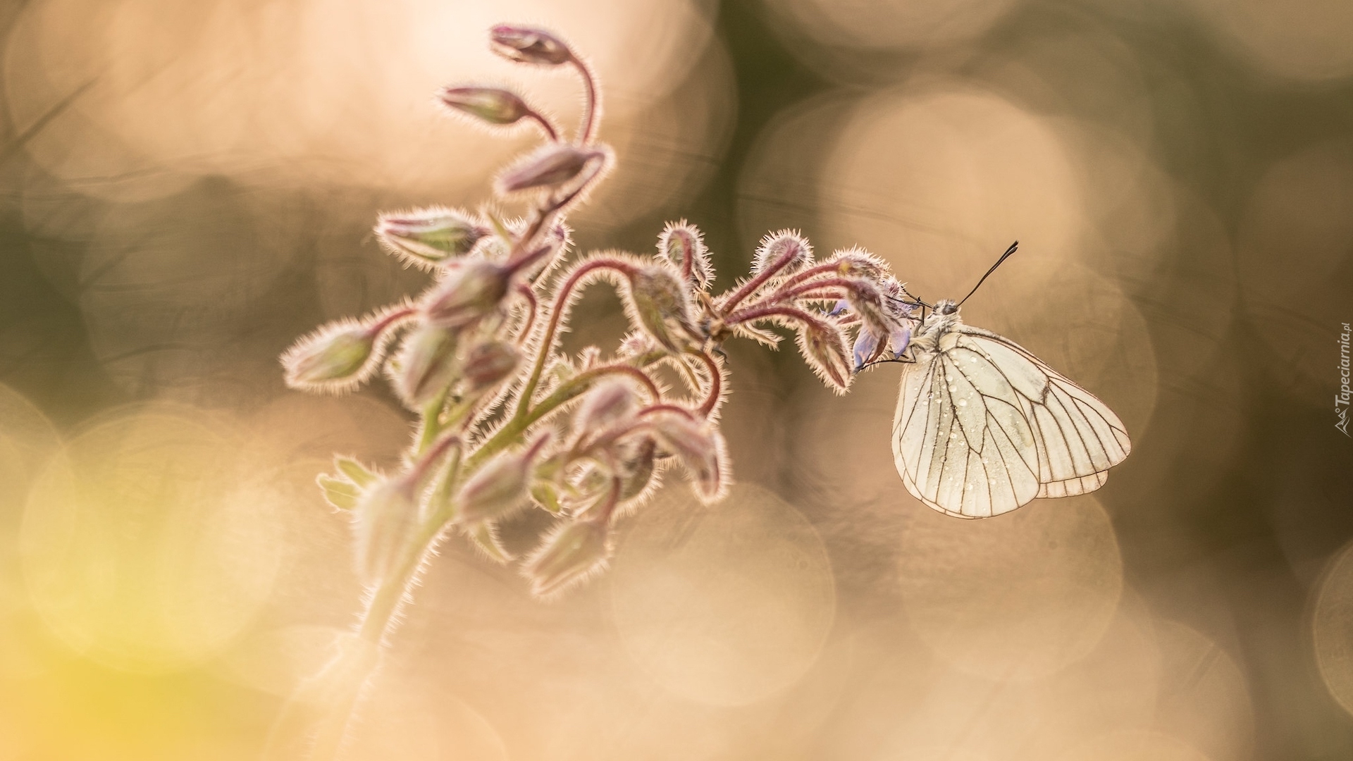 Motyl, Niestrzęp głogowiec, Roślina, Rozmyte tło