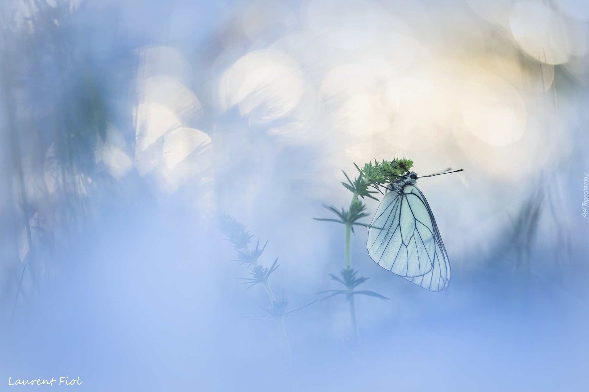 Motyl, Niestrzęp głogowiec, Roślina, Rozmyte tło