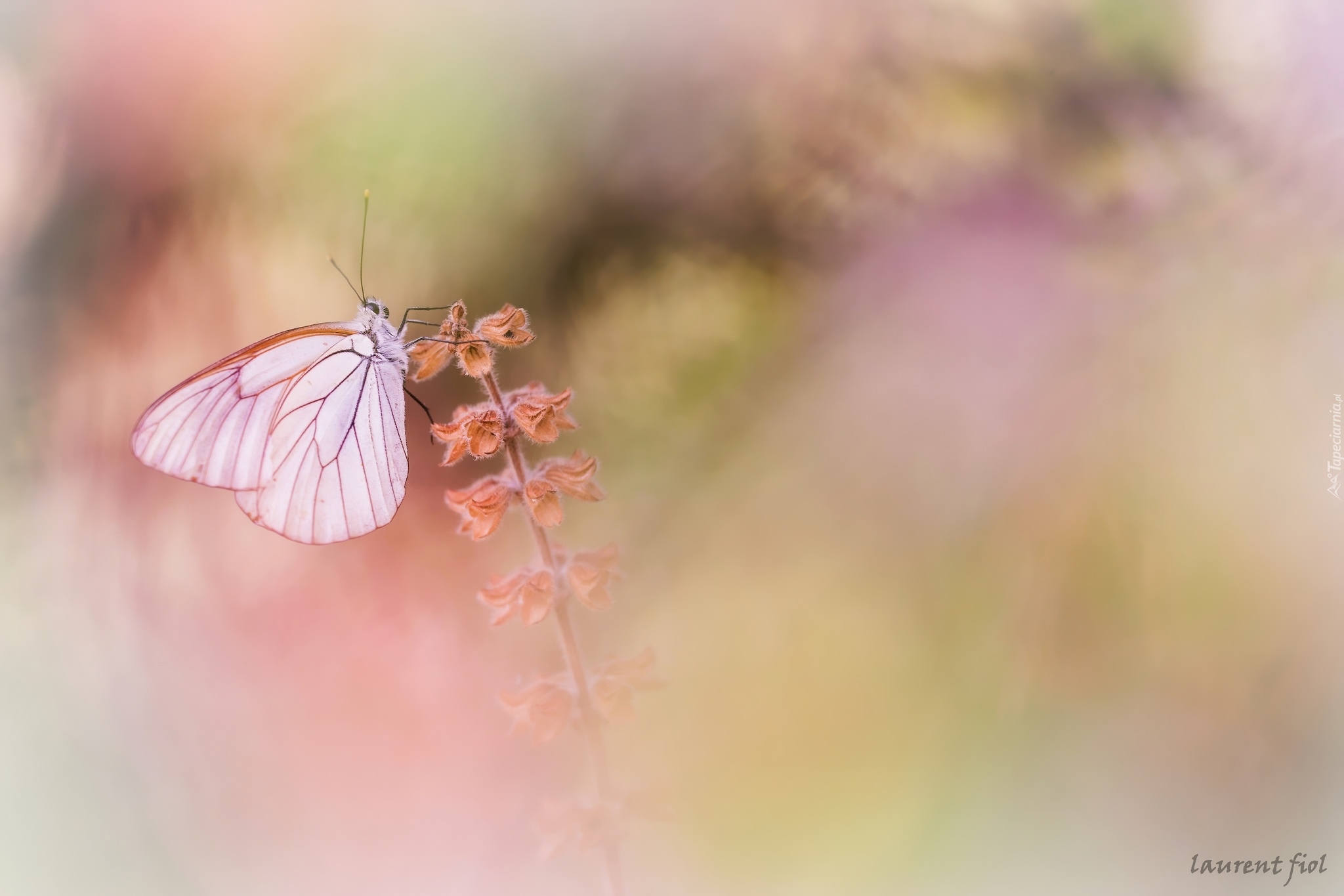 Niestrzęp głogowiec, Motyl, Roślina