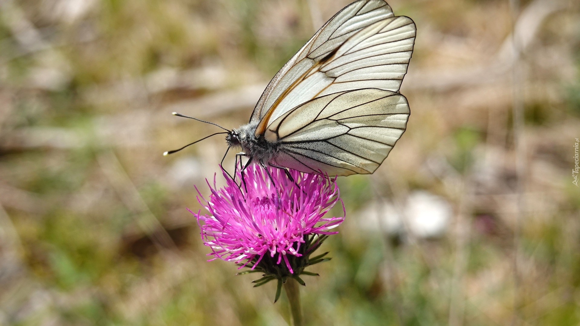 Motyl, Niestrzęp głogowiec, Różowy, Kwiat