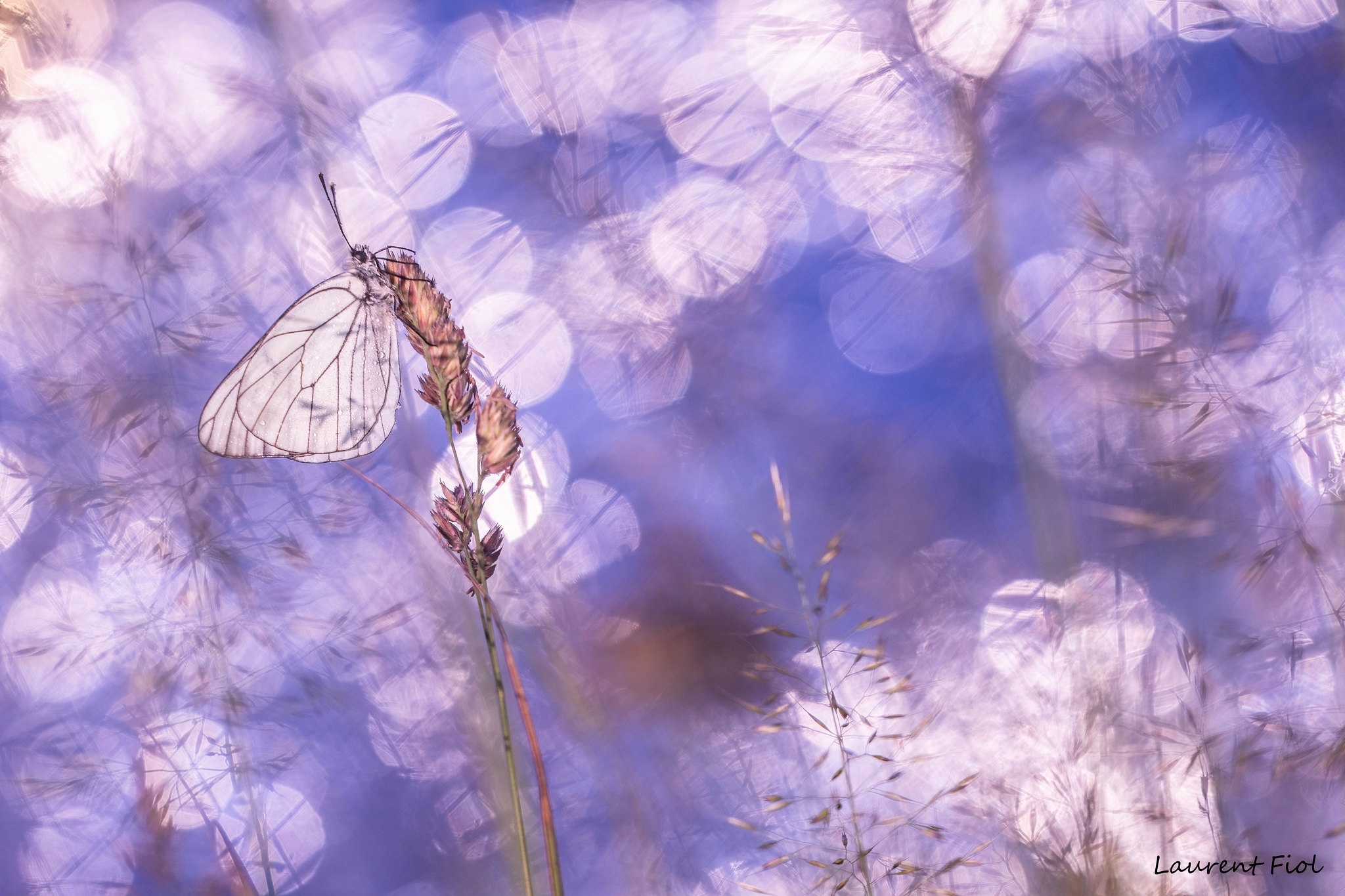 Motyl, Niestrzęp głogowiec, Źdźbła, Trawy