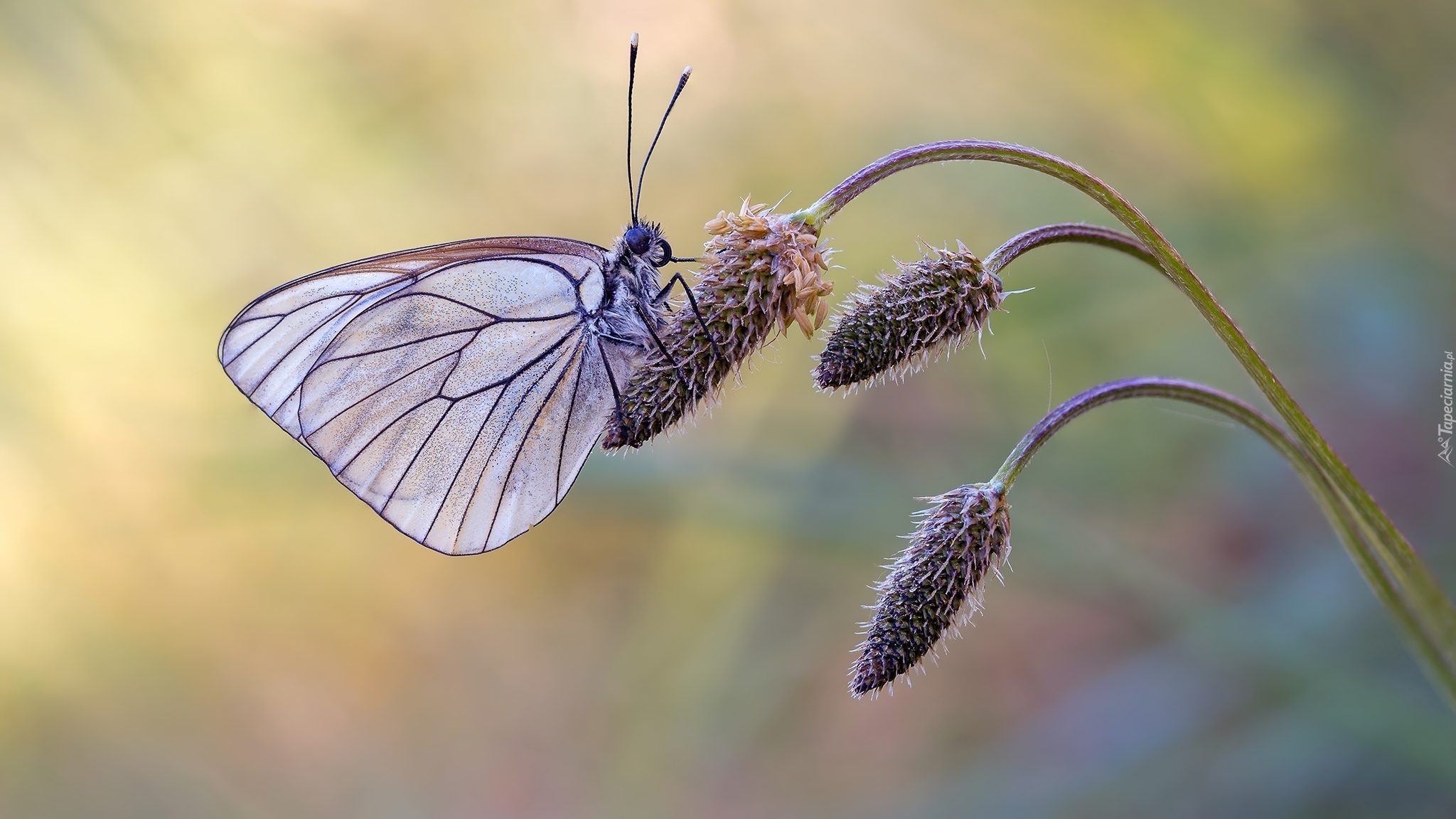 Motyl, Niestrzęp głogowiec, Roślina