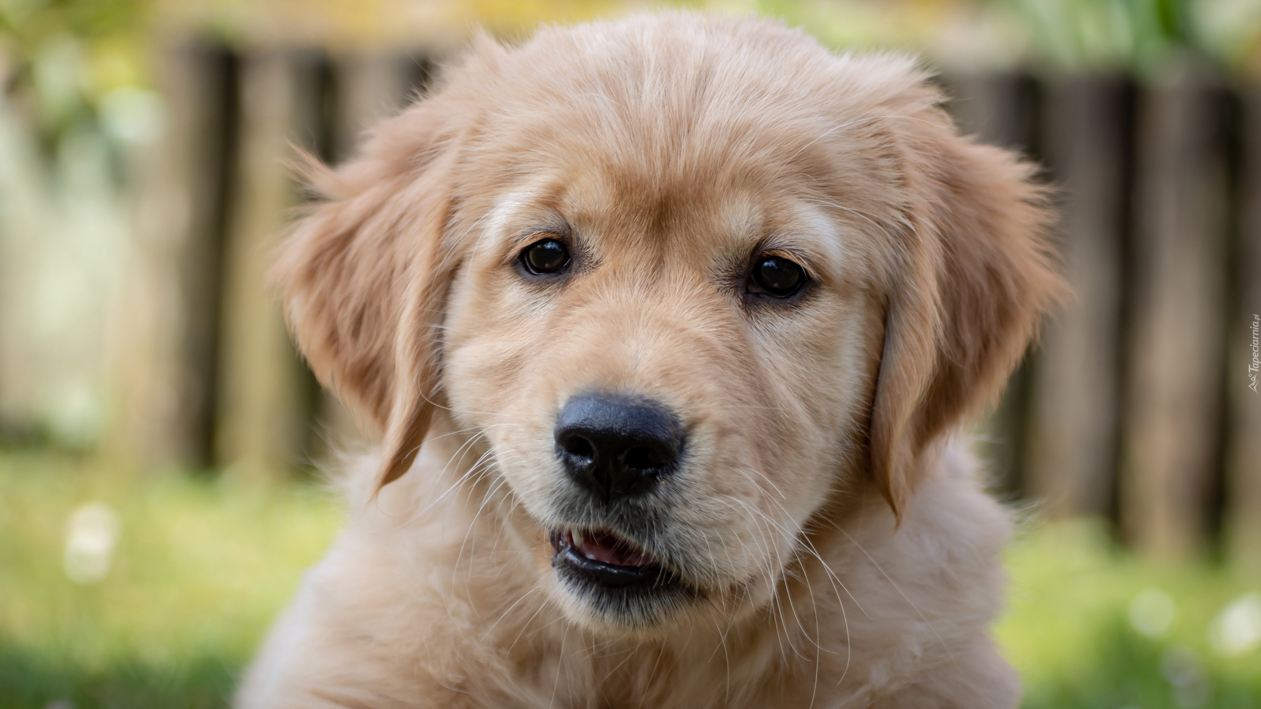 Szczeniak, Labrador retriever, Grymas, Spojrzenie