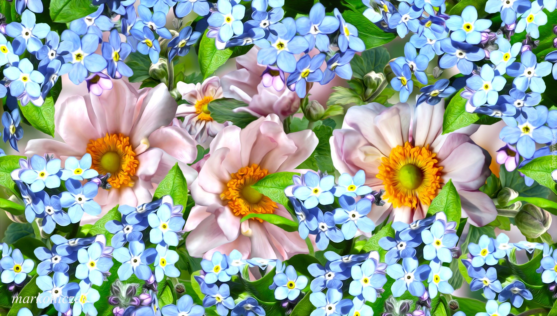 Różowe, Kwiaty, Niebieskie, Niezapominajki, Grafika