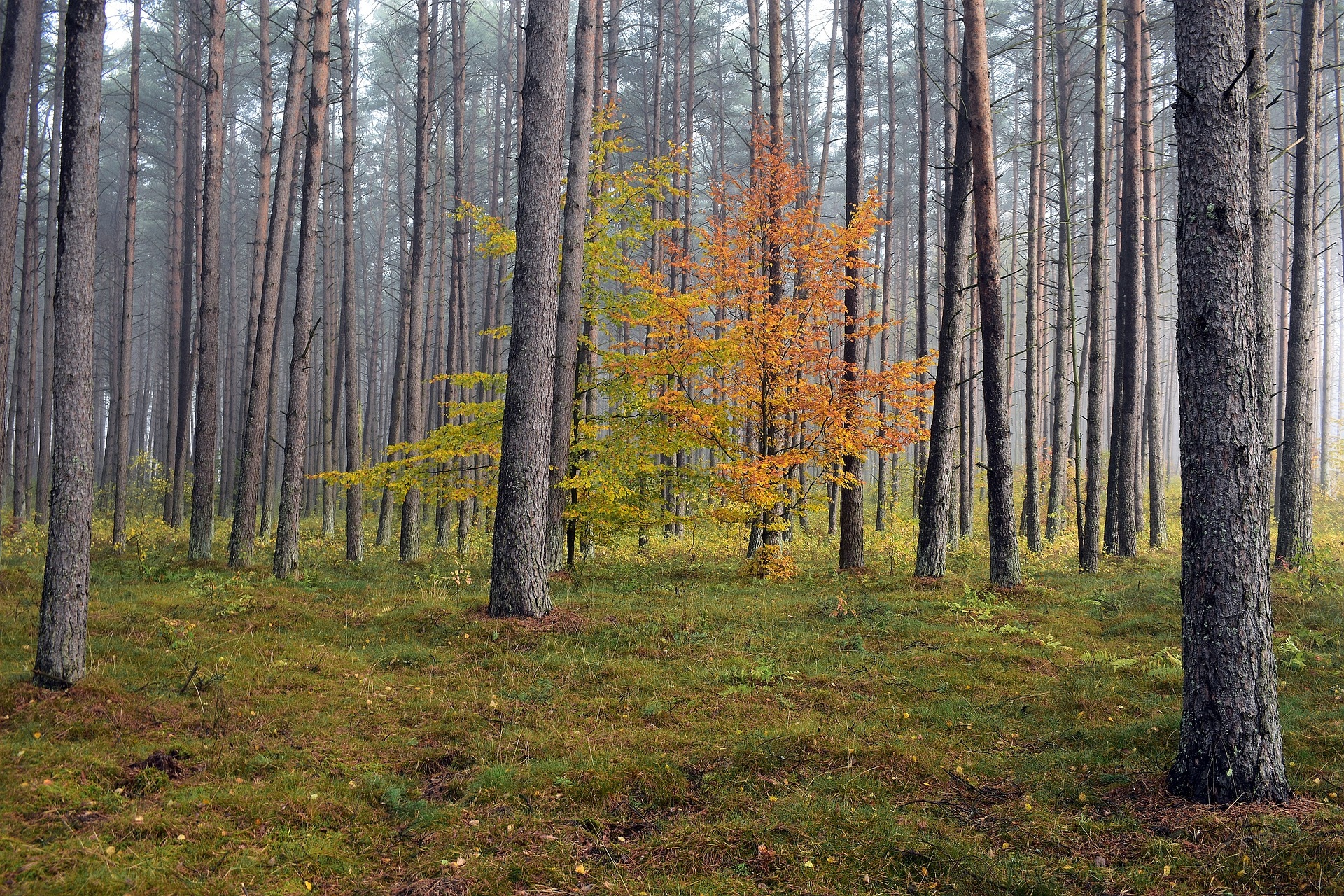 Jesień, Las, Wysokie, Drzewa