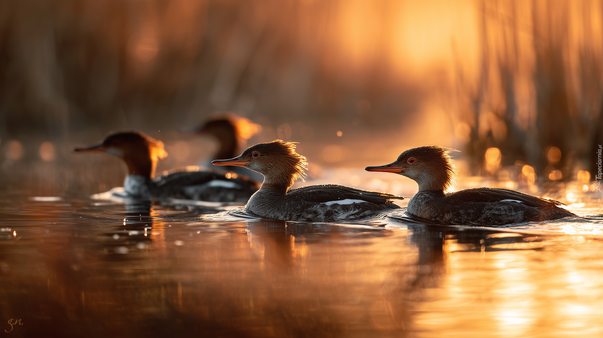 Nurogęsi, Ptaki, Woda, Grafika AI, Kaczki