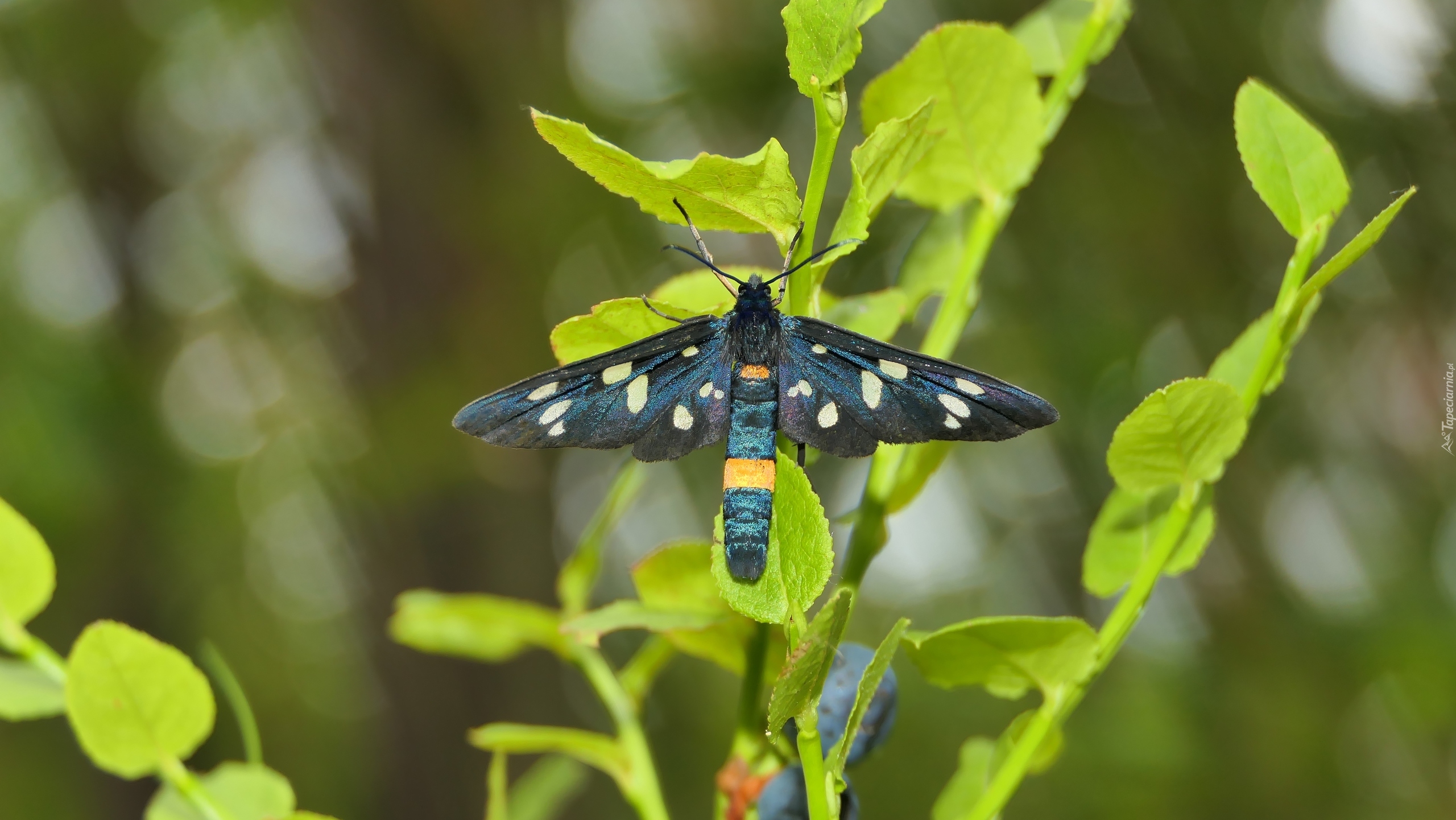 Oblaczek granatek, Motyl, Roślina