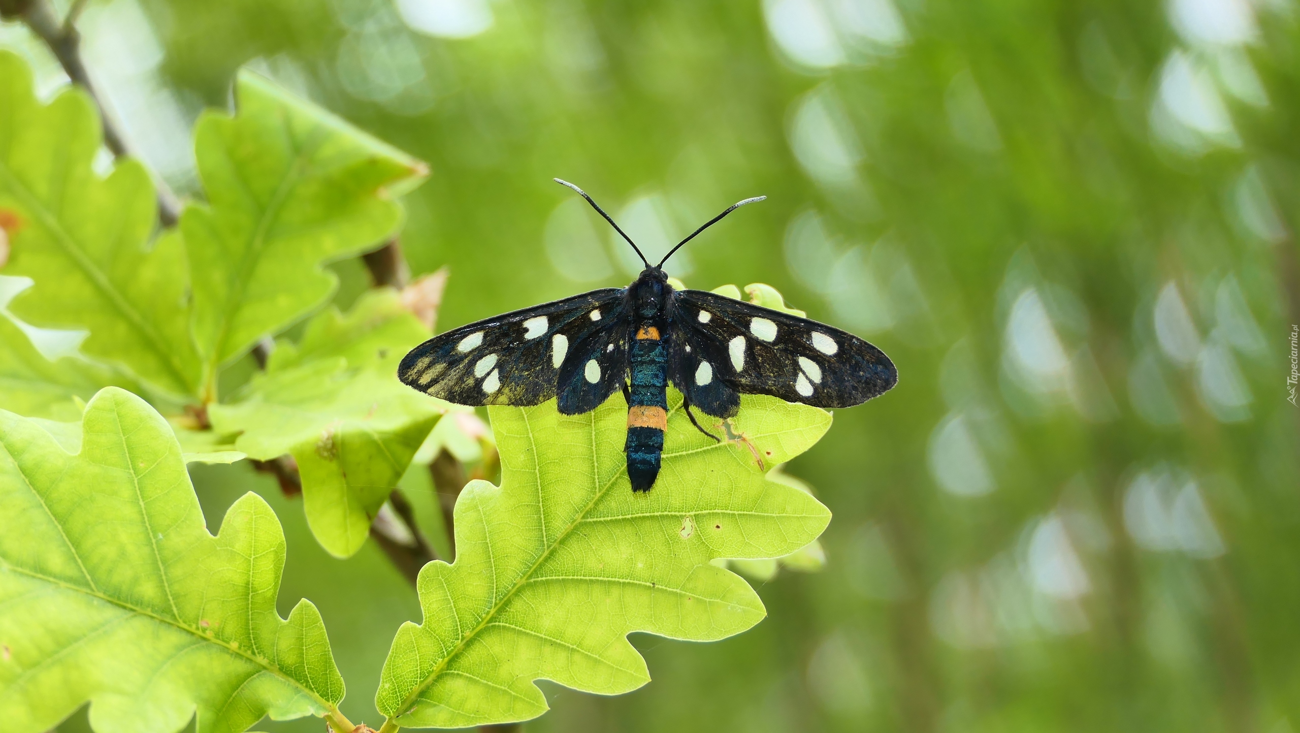 Oblaczek granatek, Motyl, Zielone, Liście, Dębu