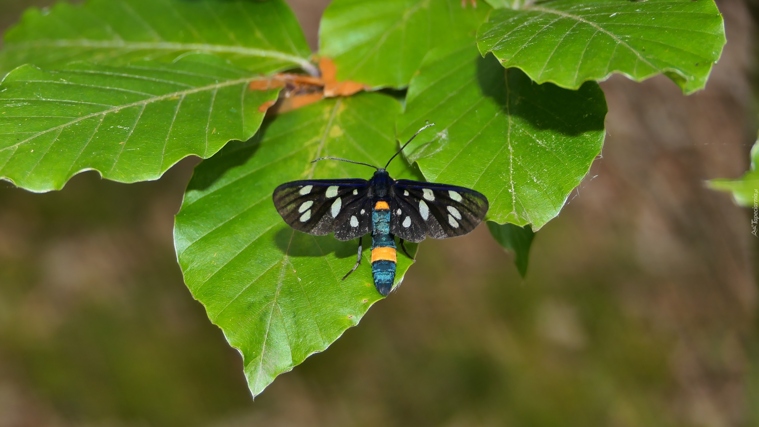 Oblaczek granatek, Motyl, Liście