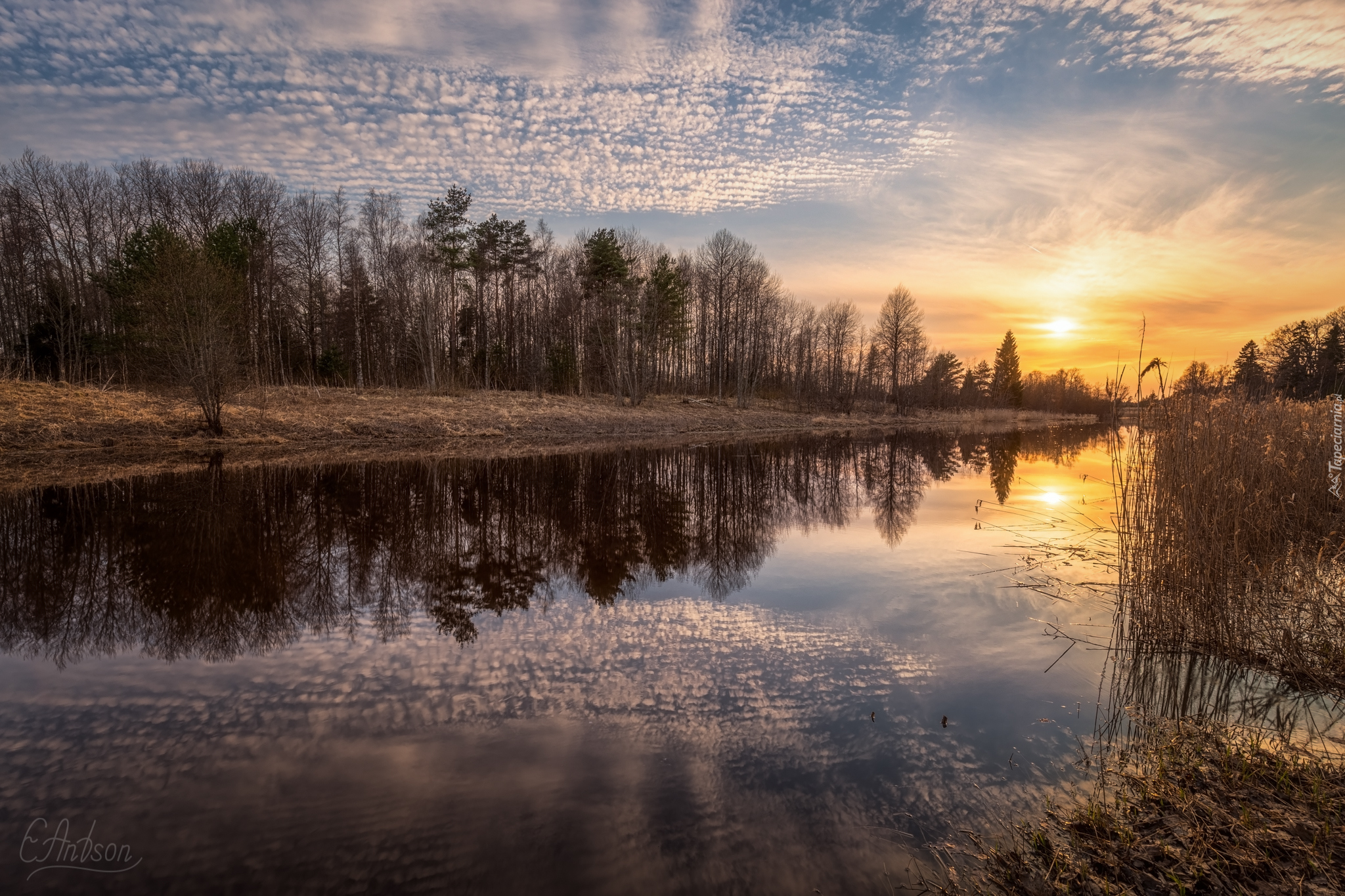 Rzeka, Drzewa, Szuwary, Chmury, Wschód słońca, Odbicie