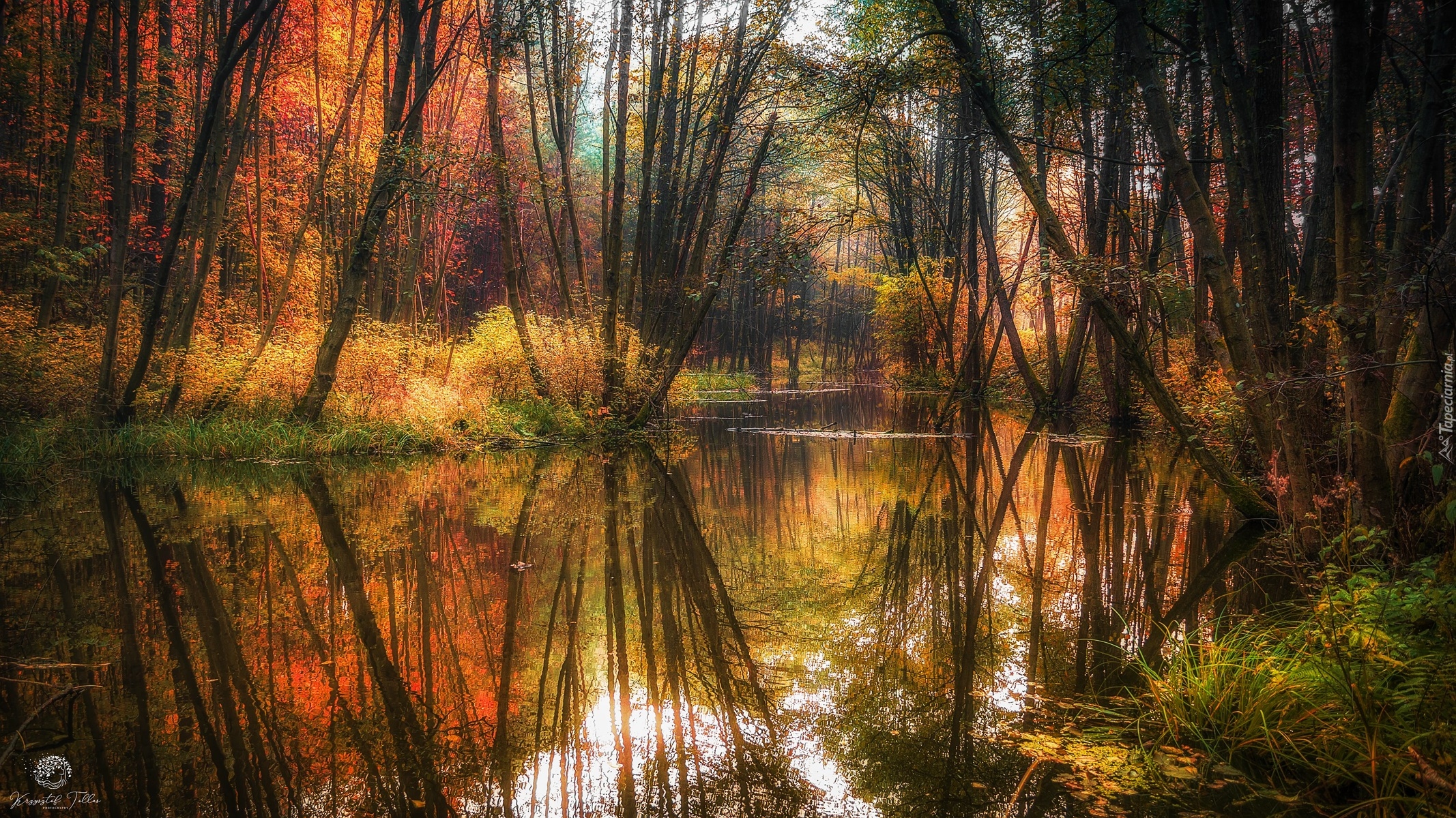 Rzeka, Las, Drzewa, Odbicie, Jesień