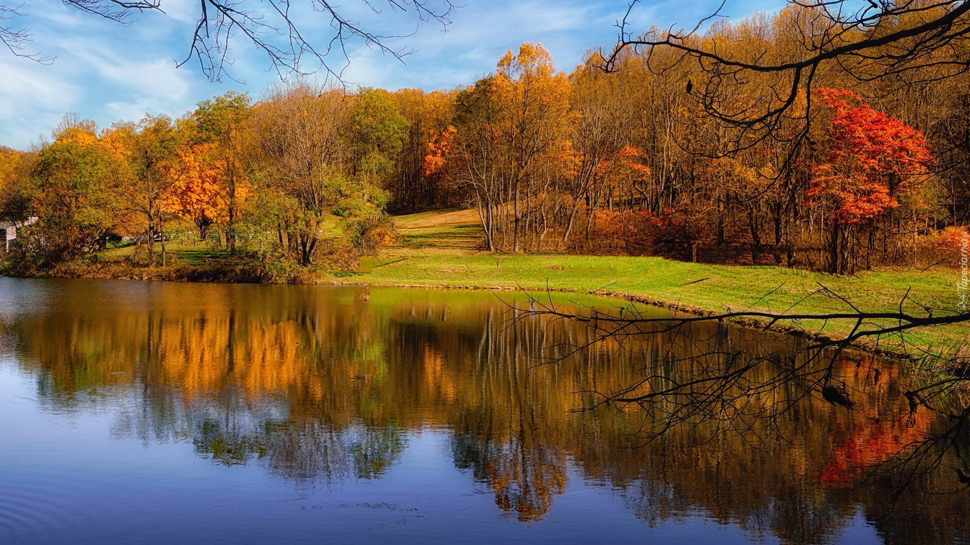 Park, Staw, Pożółkłe, Drzewa, Jesień