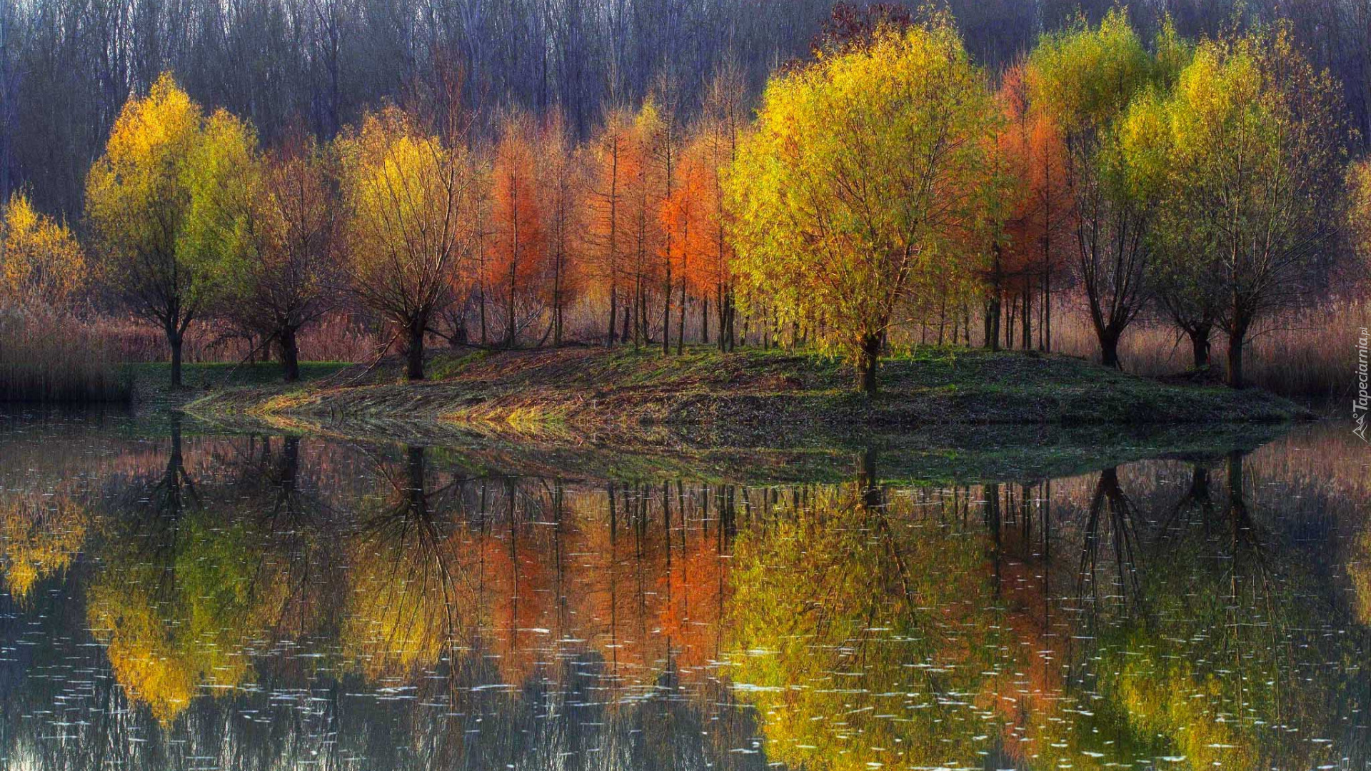 Jesień, Kolorowe, Drzewa, Staw, Odbicie