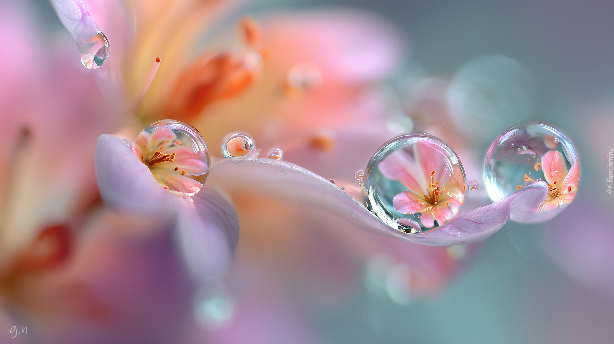 Kwiat, Krople, Odbicia, Grafika AI