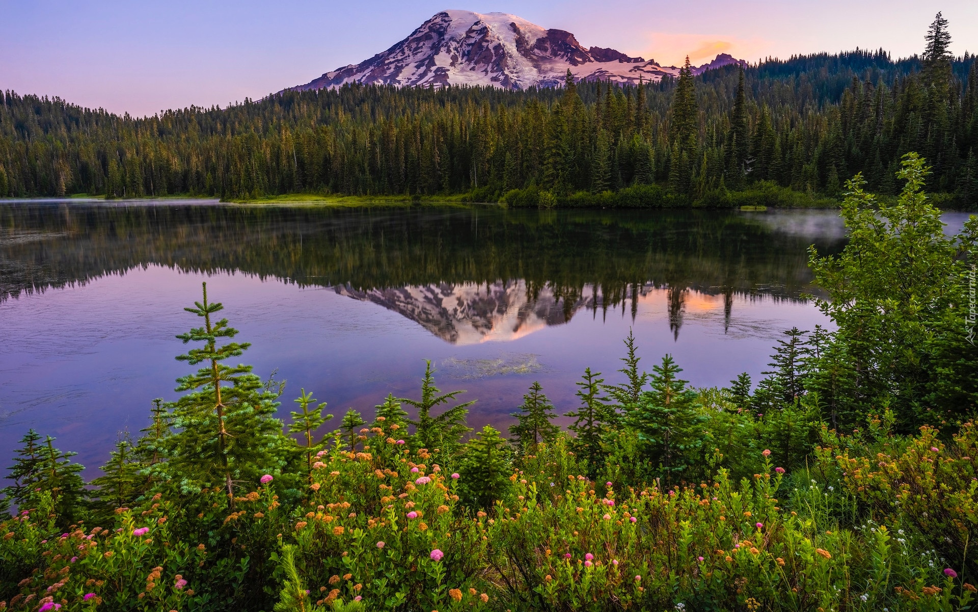 Stany Zjednoczone, Waszyngton, Park Narodowy Mount Rainier, Góra, Jezioro, Reflection Lake, Drzewa, Kwiaty, Odbicie