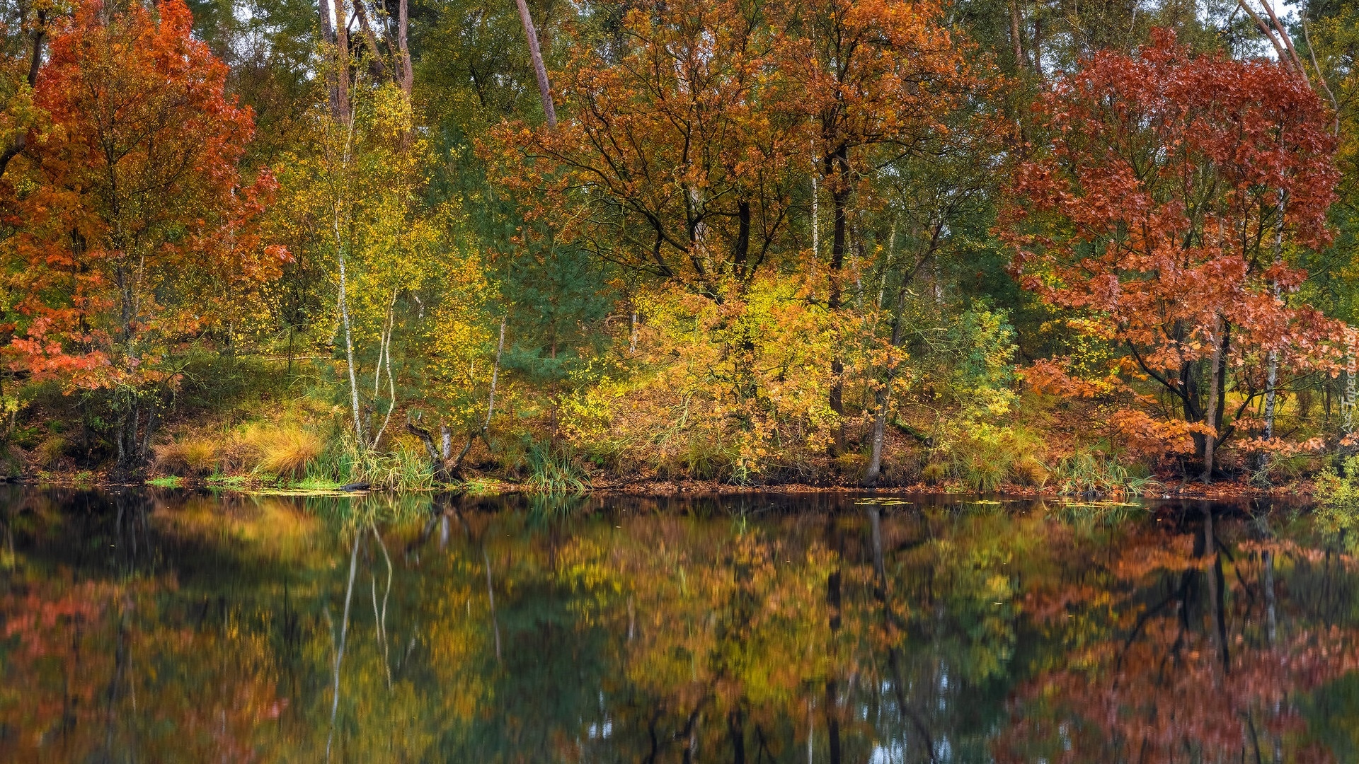 Kolorowe, Drzewa, Jezioro, Odbicie, Jesień