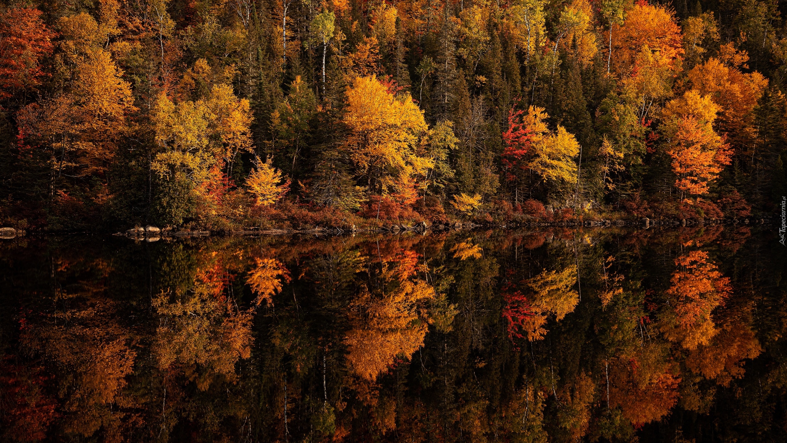 Jesień, Las, Pożółkłe, Drzewa, Jezioro, Odbicie