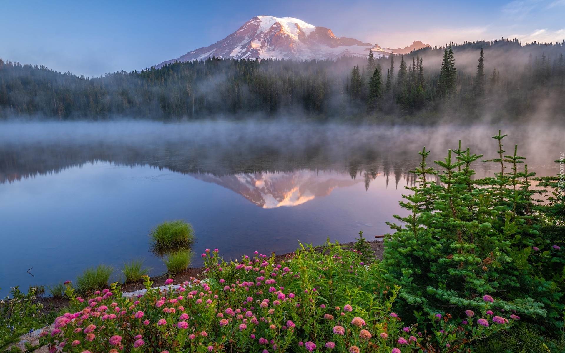Park Narodowy Mount Rainier, Góry, Stratowulkan Mount Rainier, Drzewa, Kwiaty, Jezioro, Odbicie, Mgła, Stan Waszyngton, Stany Zjednoczone