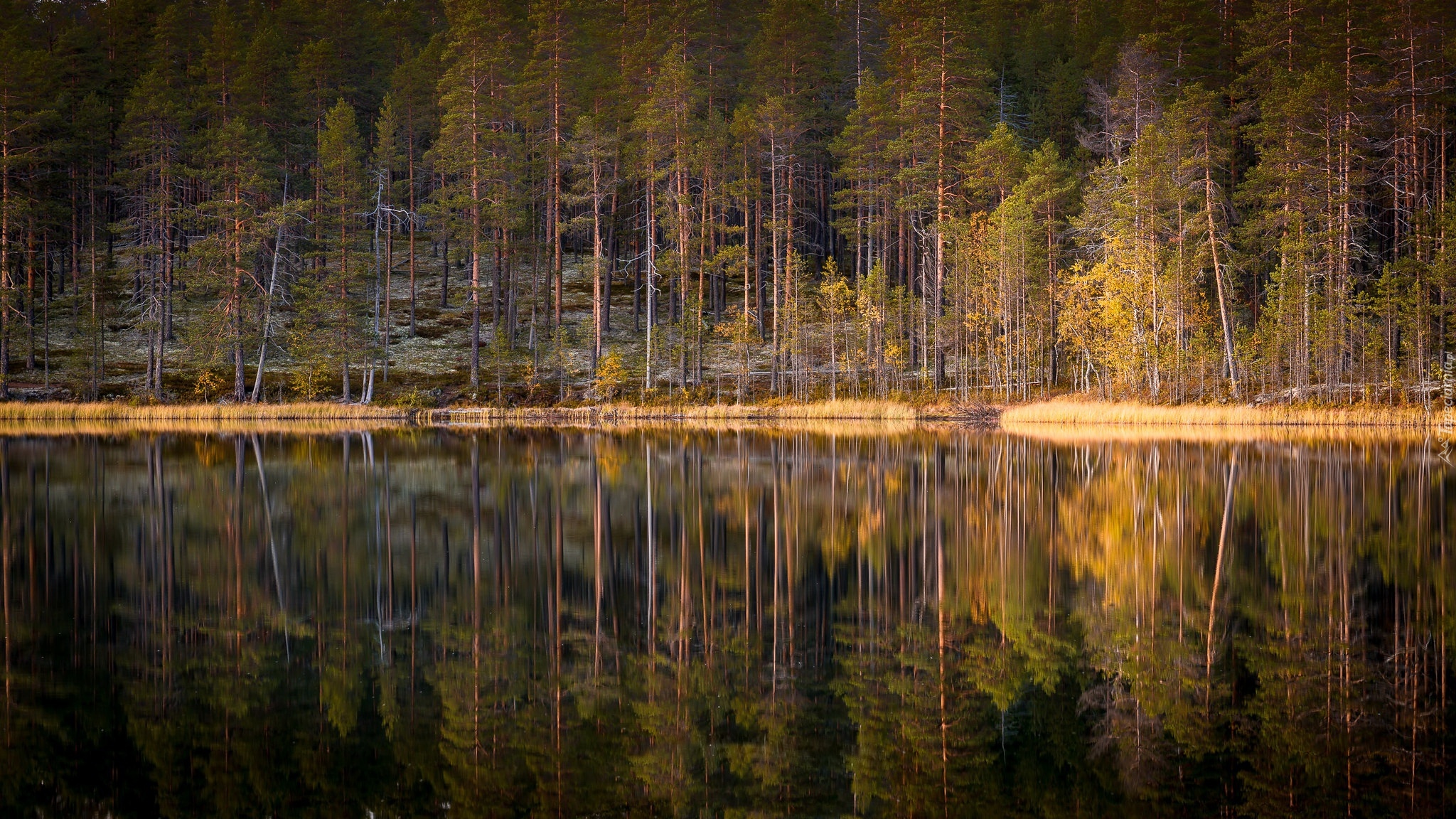 Las, Jezioro, Jesień, Drzewa, Odbicie