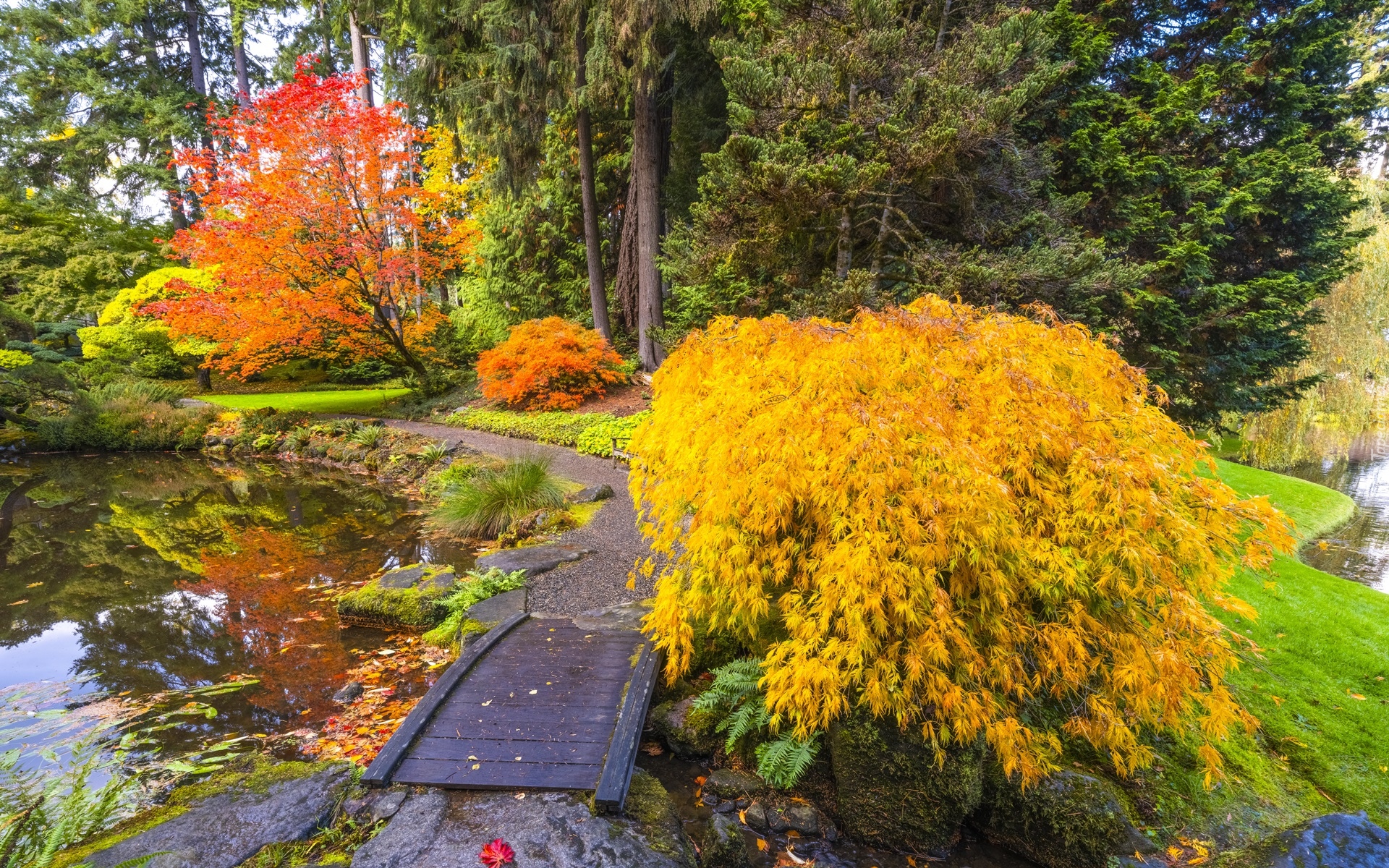 Stany Zjednoczone, Waszyngton, Ogród botaniczny, Bloedel Reserve Bainbridge, Jesień, Drzewa, Staw, Kładka