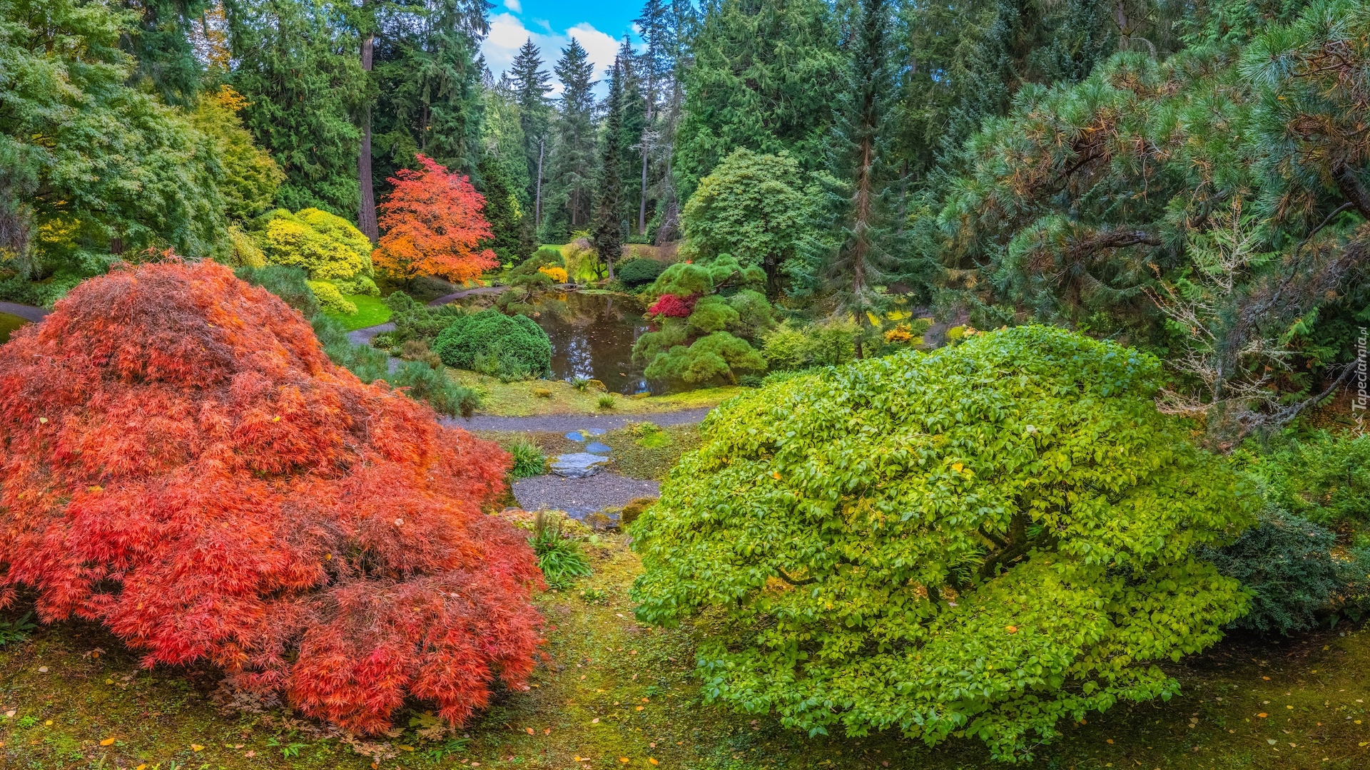 Stany Zjednoczone, Waszyngton, Ogród botaniczny, Bloedel Reserve Bainbridge, Jesień, Drzewa, Krzewy, Staw