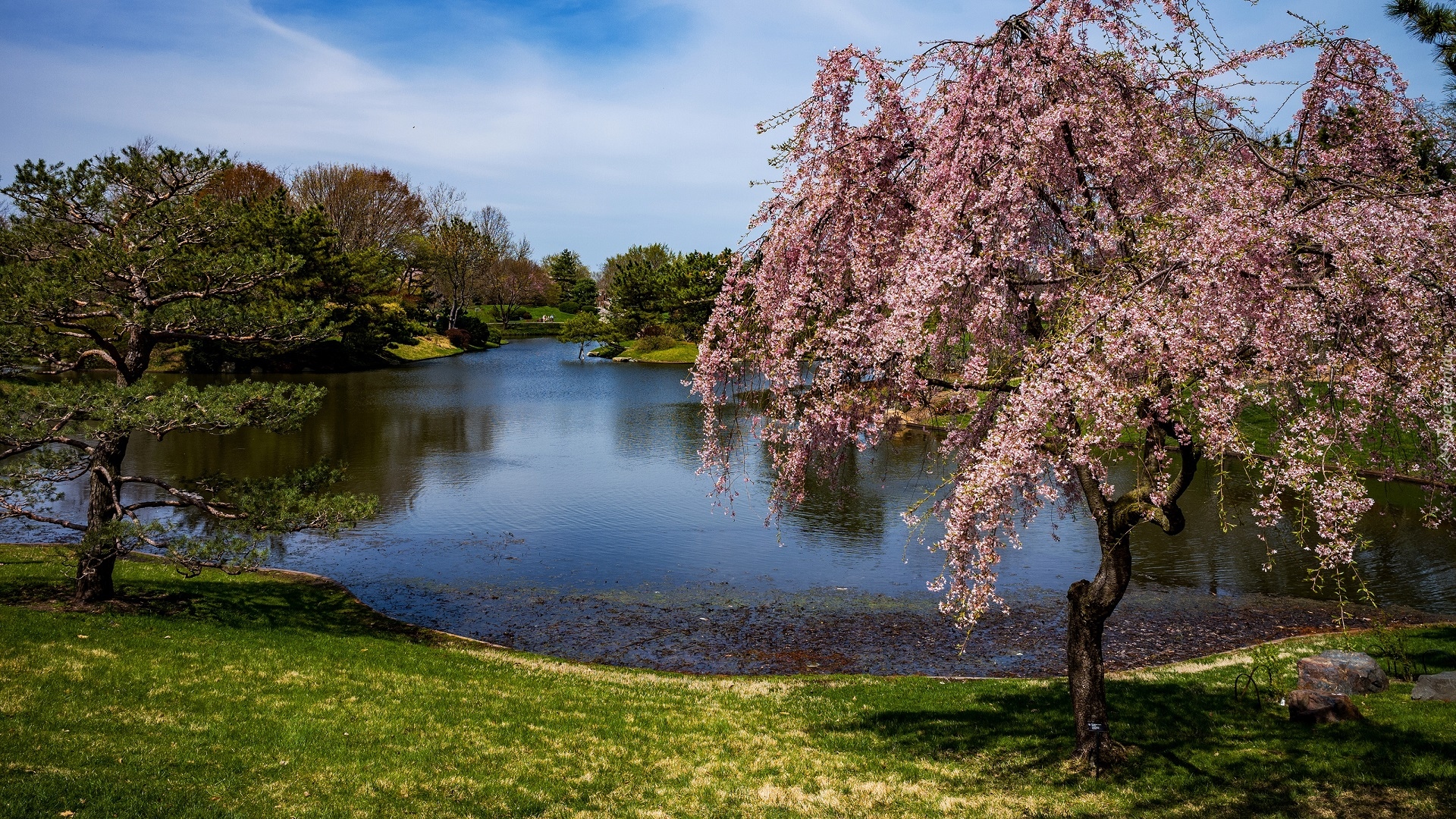 Stany Zjednoczone, Stan Missouri, Saint Louis, Ogród botaniczny Missouri Botanical Garden, Drzewa, Staw