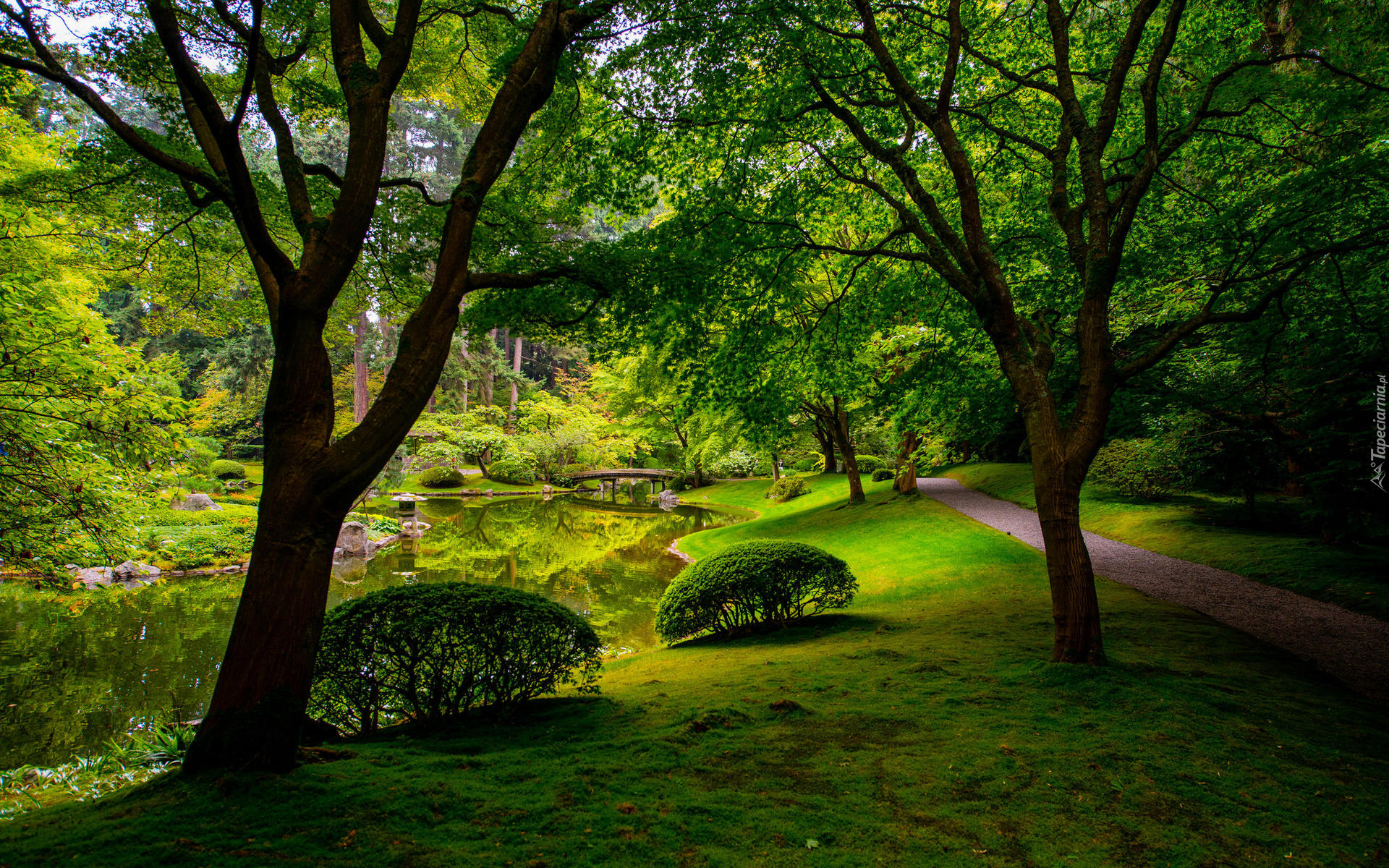 Park, Ogród, Nitobe Memorial Garden, Drzewa, Krzewy, Trawa, Ścieżka, Staw, Kamienie, Mostek, West Point Grey, Vancouver, Kanada