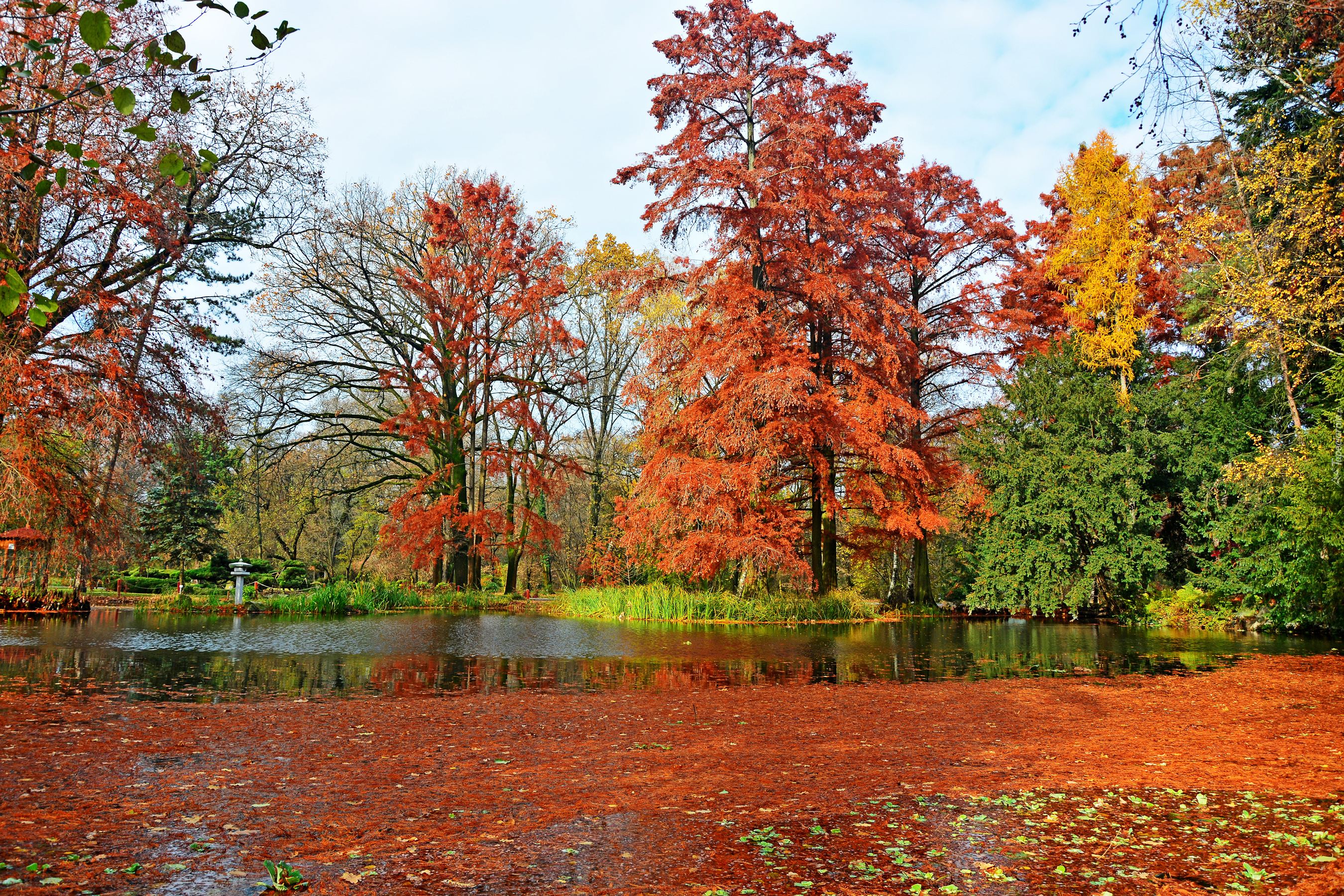 Węgry, Miasto Segedyn, Ogród Botaniczny Szeged, Park, Staw, Jesień, Drzewa