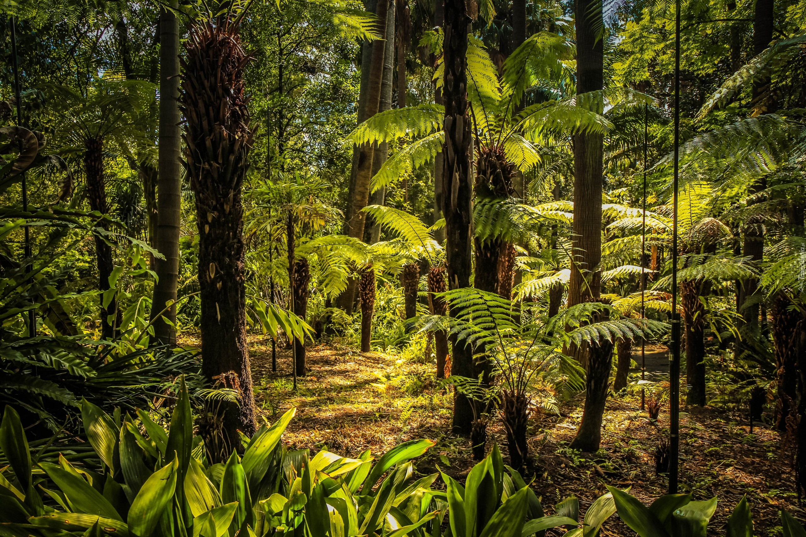 Australia, Melbourne, Royal Botanic Gardens, Park