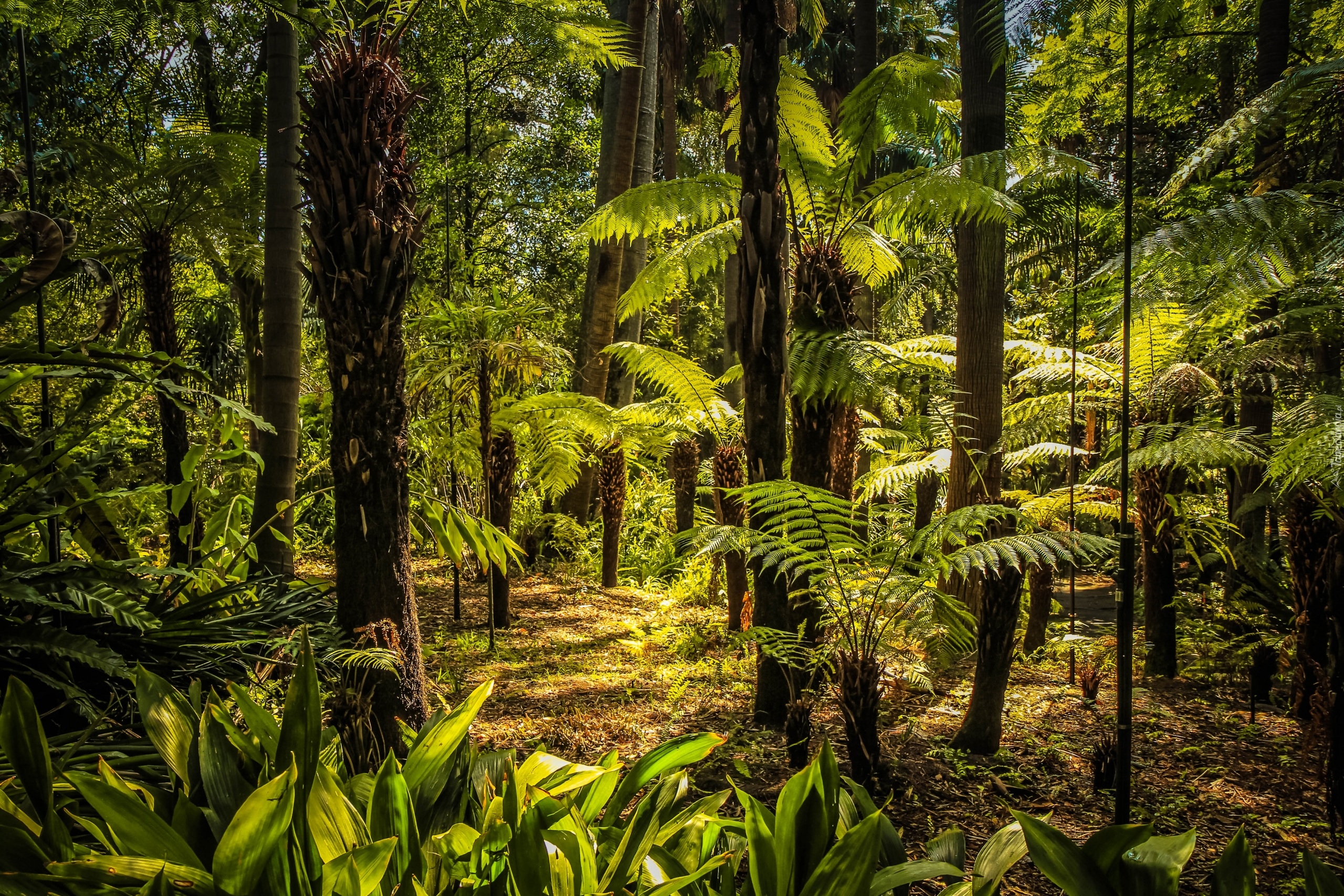 Australia, Melbourne, Royal Botanic Gardens, Park