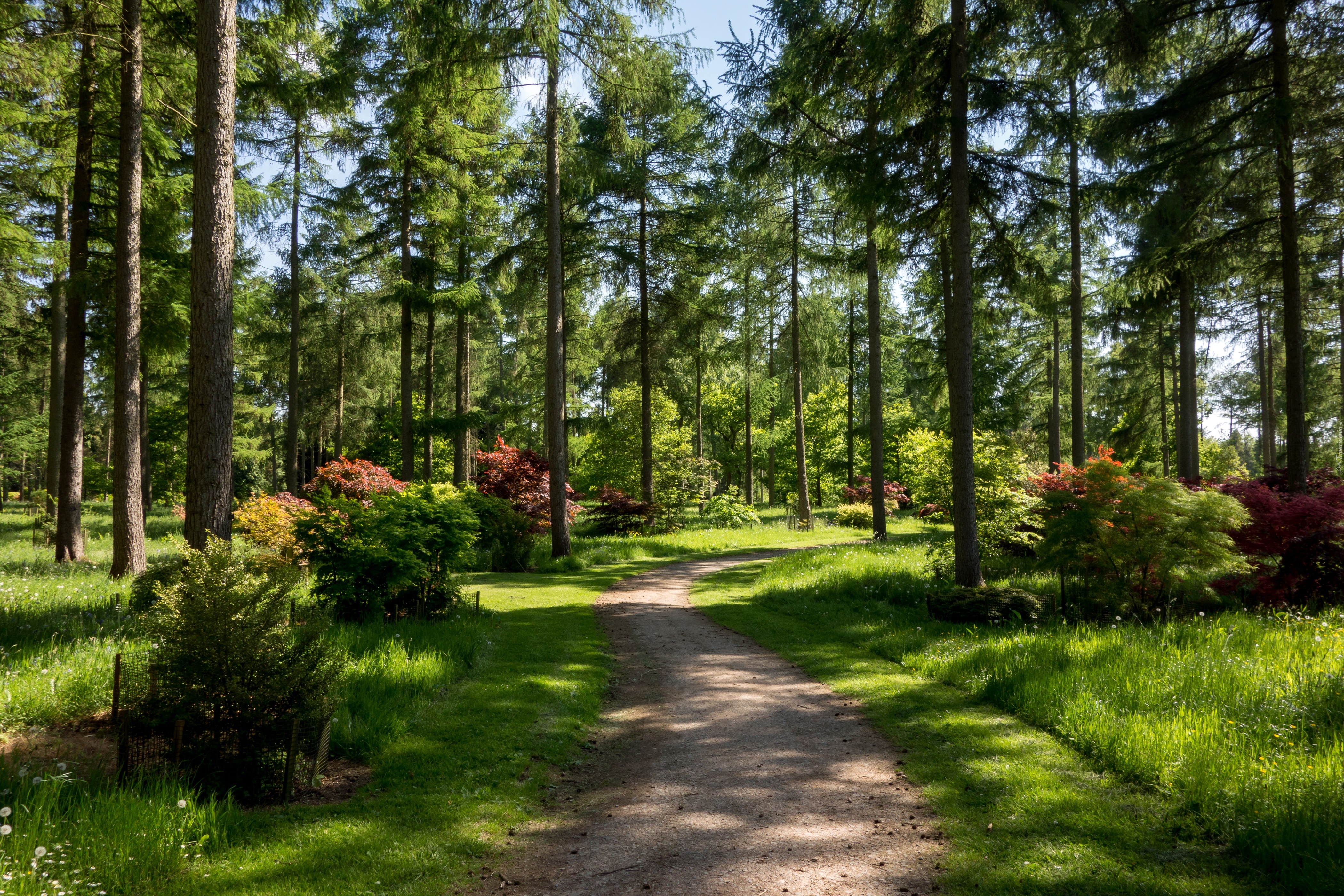 Anglia, Westonbirt Arboretum, Park, Ścieżka