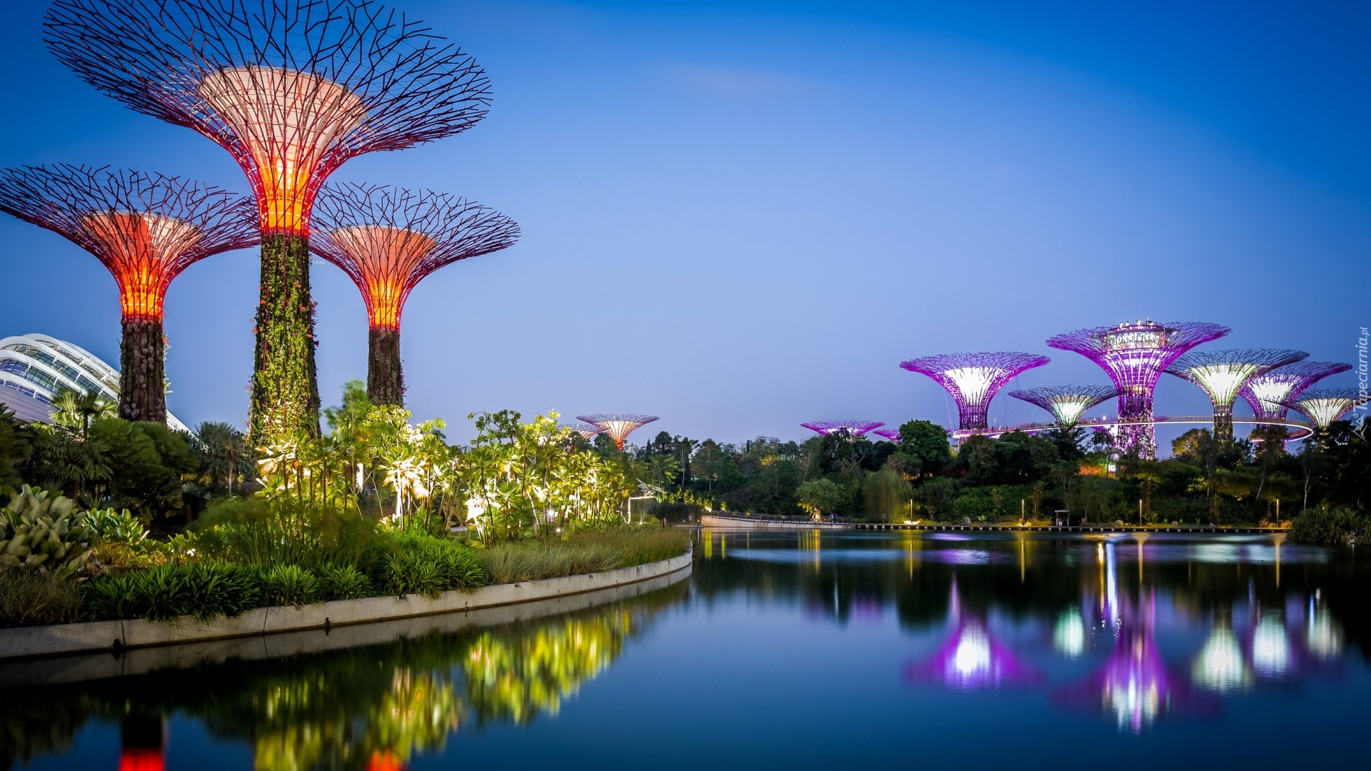 Singapur, Futurystyczny ogród Gardens by the Bay, Woda, Światła, Wieczór, Zatoka, Krzaki, Drzewa, Odbicie