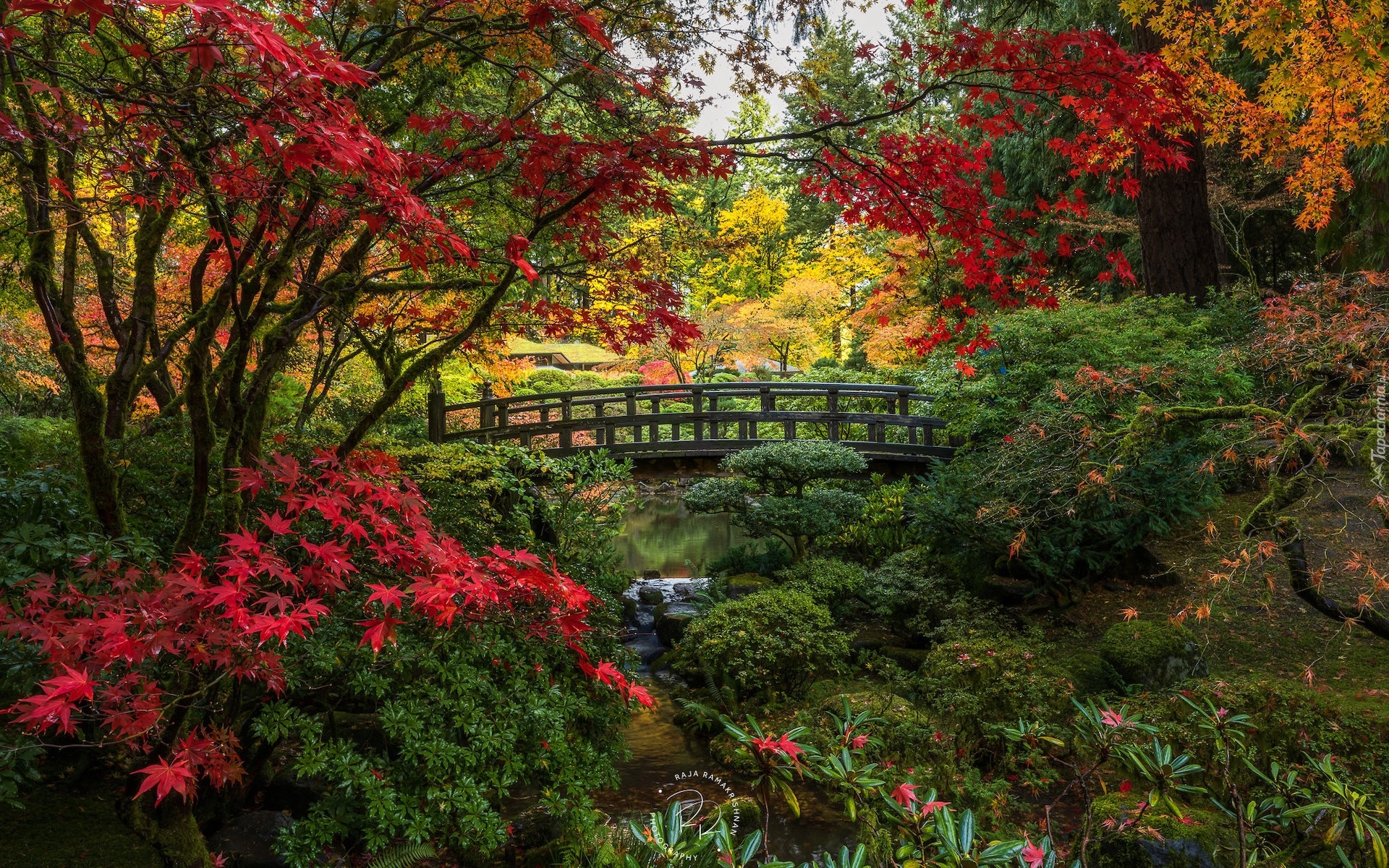 Ogród japoński, Drzewa, Krzewy, Mostek, Jesień, Portland Japanese Garden, Portland, Oregon, Stany Zjednoczone