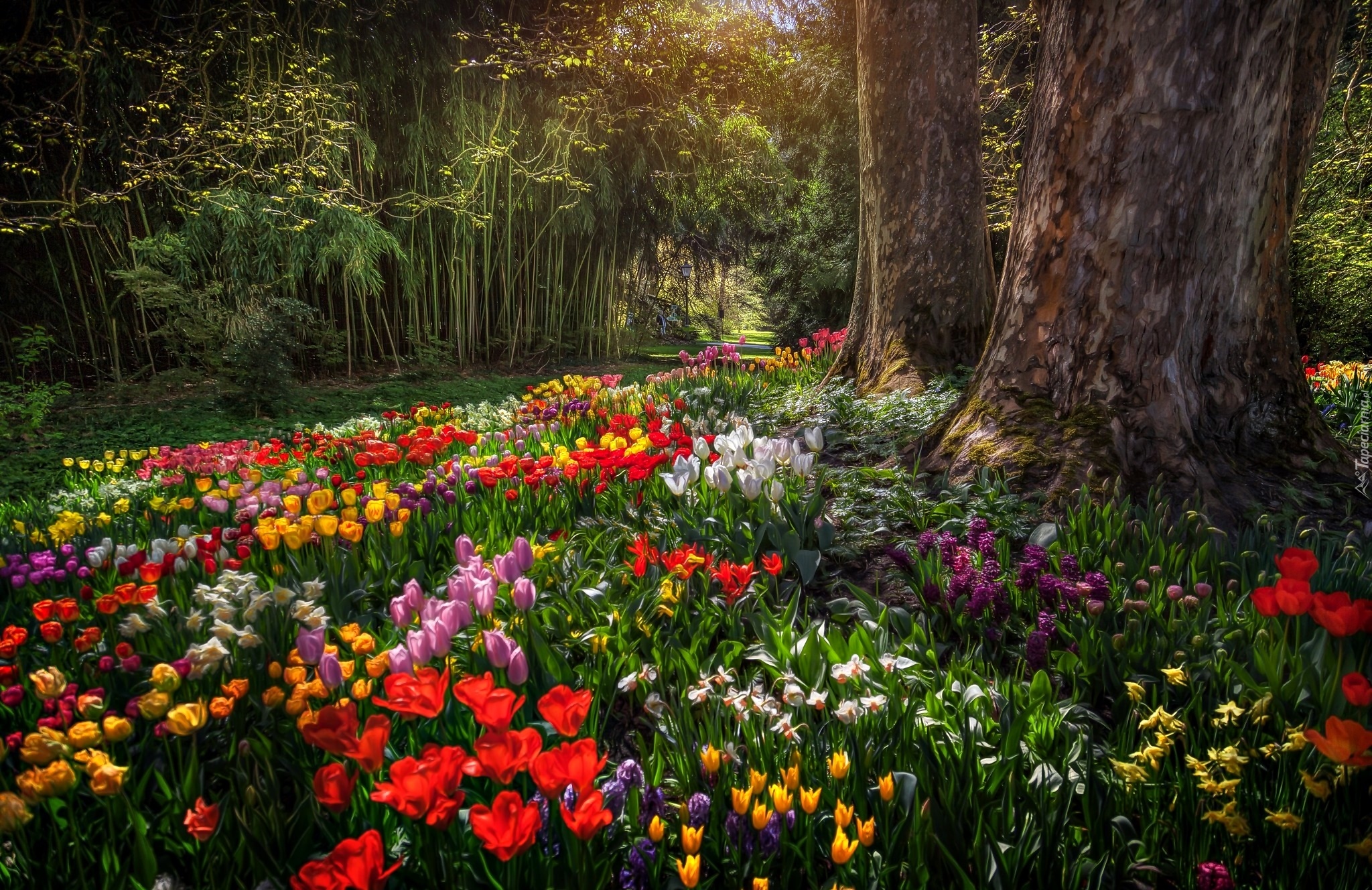 Niemcy, Badenia-Wirtembergia, Wyspa Mainau, Ogród, Park, Tulipany, Alejka, Grafika, Paintography