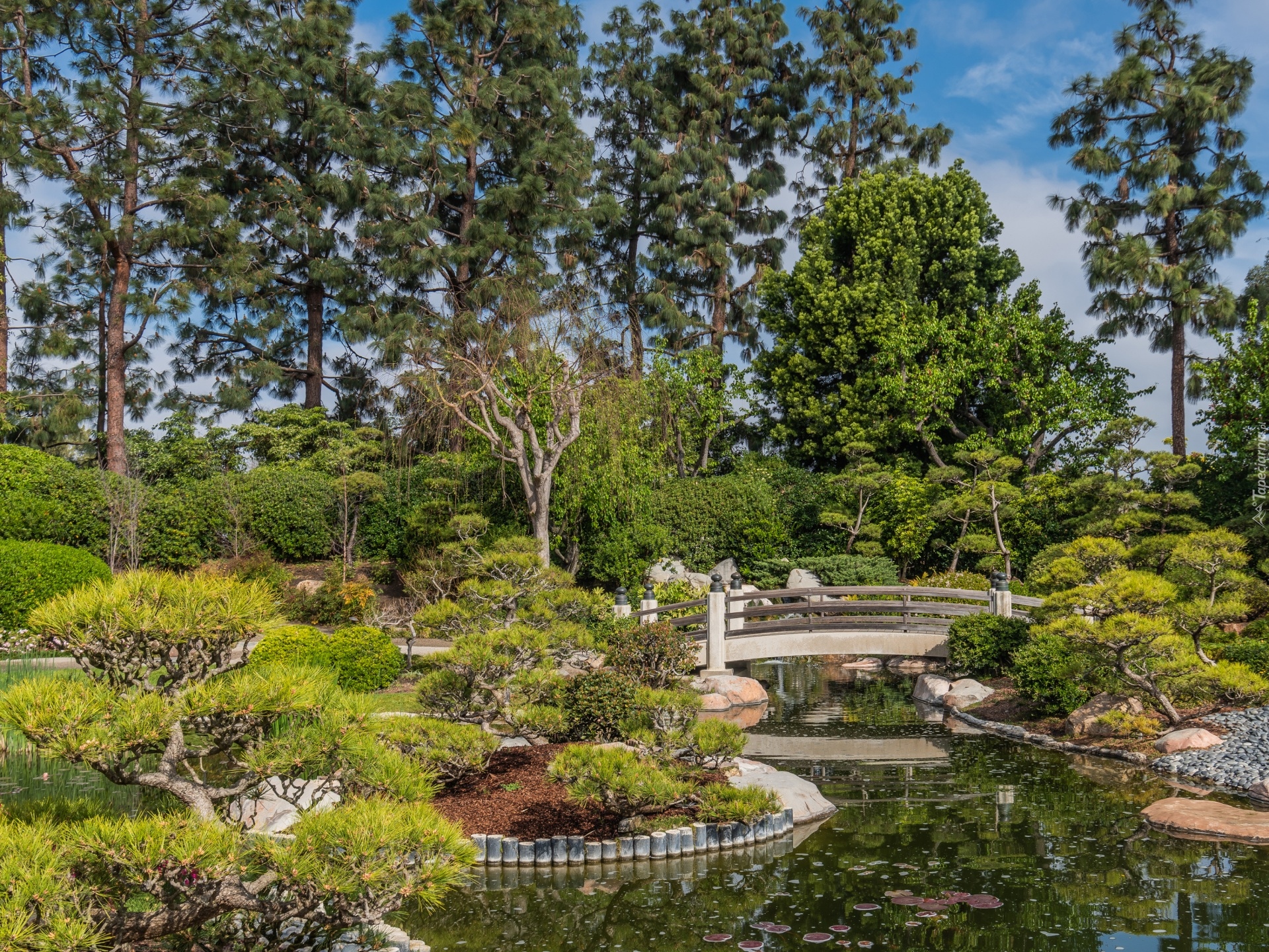 Ogród, Most, Staw, Drzewa, Krzewy, Earl Burns Miller Japanese Garden, Long Beach, Kalifornia, Stany Zjednoczone