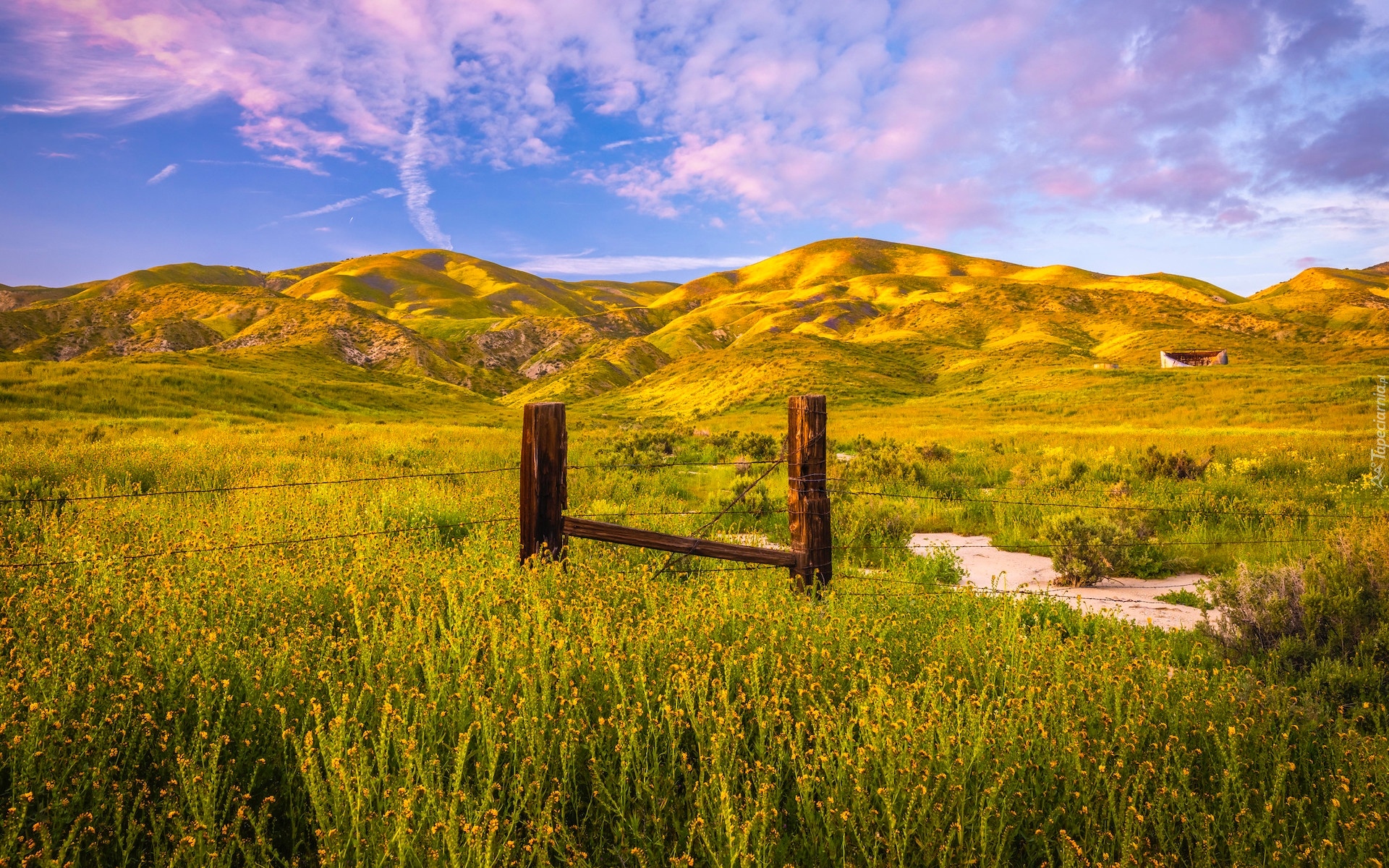 Wzgórza, Góry, Łąka, Kwiaty, Ogrodzenie, Rezerwat przyrody, Carrizo Plain National Monument, Kalifornia, Stany Zjednoczone