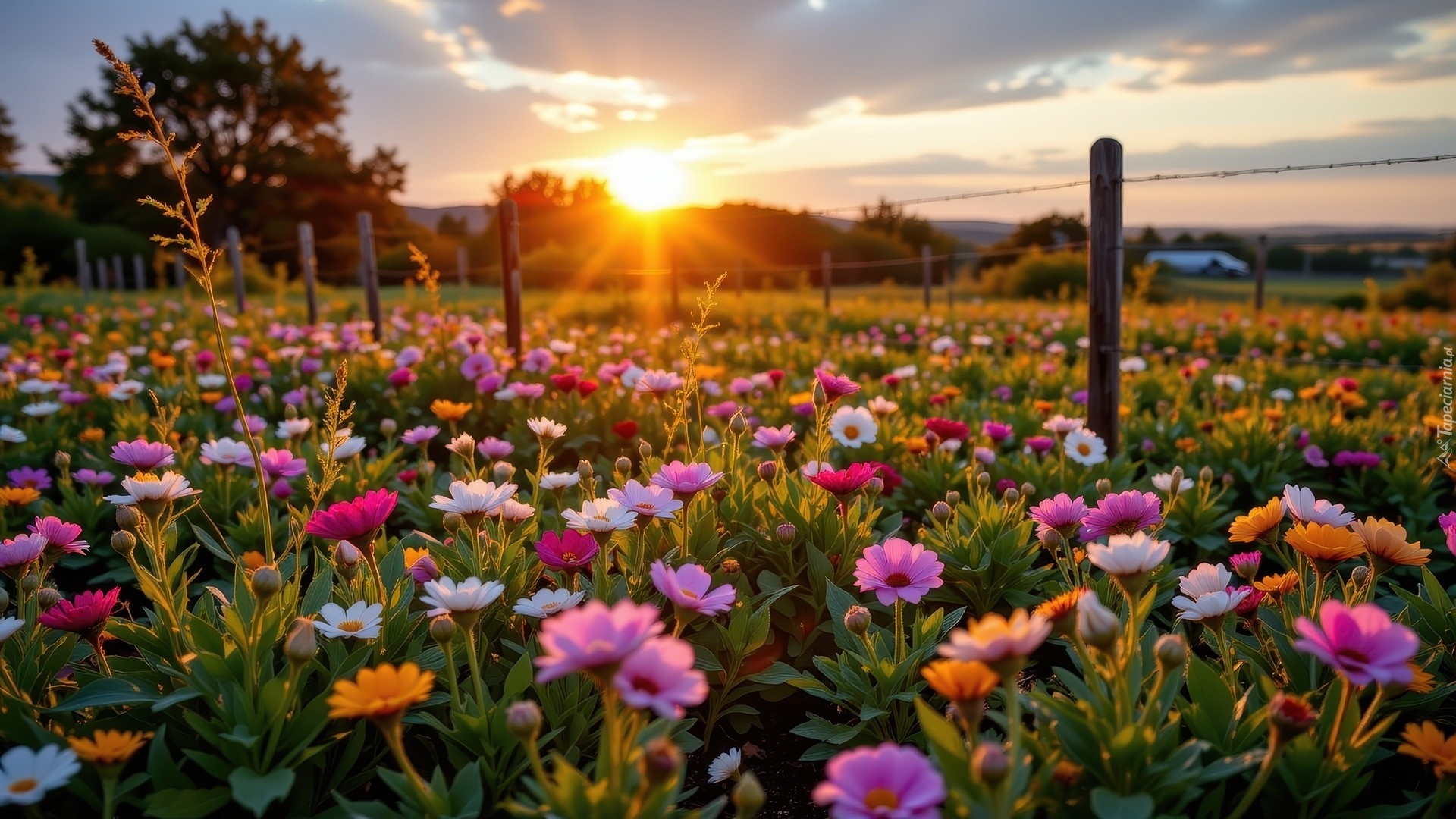 Łąka, Kolorowe, Kwiaty, Zachód słońca, Ogrodzenie