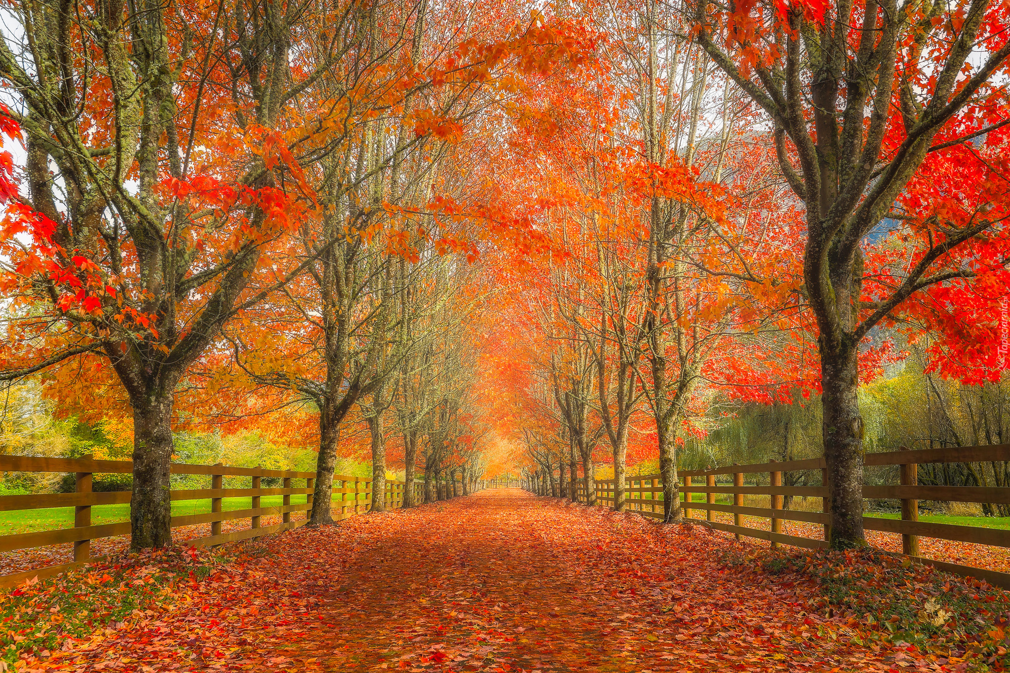 Ścieżka, Drzewa, Ogrodzenie, Jesień, Liście